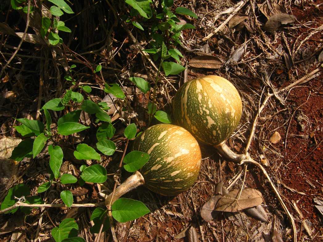 Cucurbita lundelliana