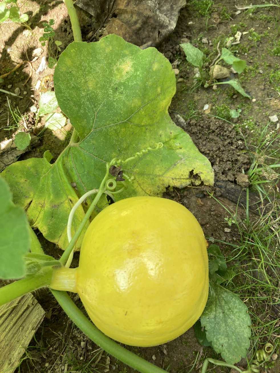 Cucurbita maxima