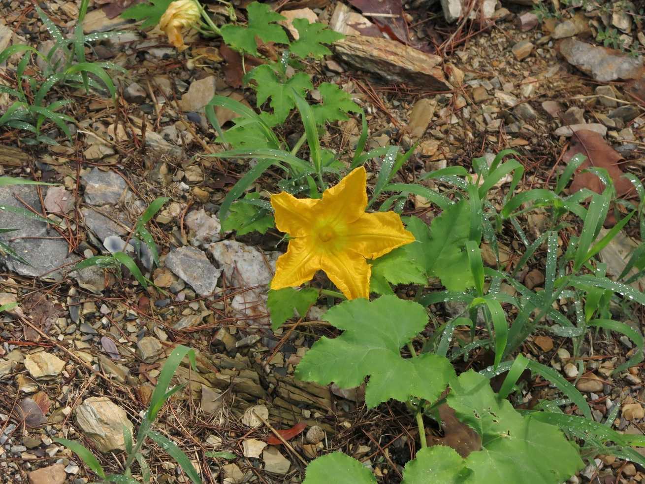Cucurbita melopepo