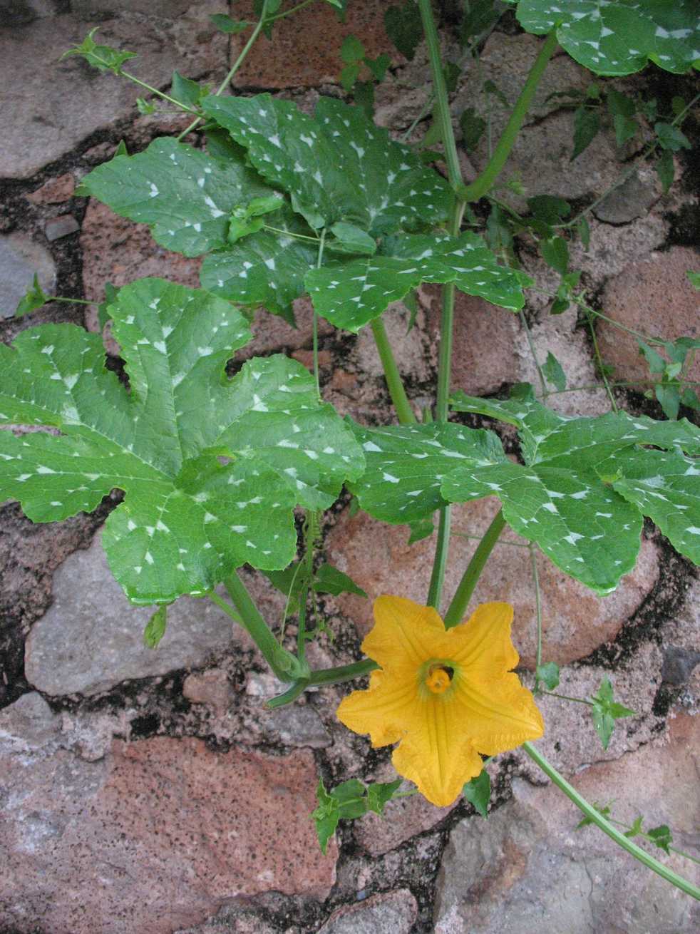 Cucurbita mixta
