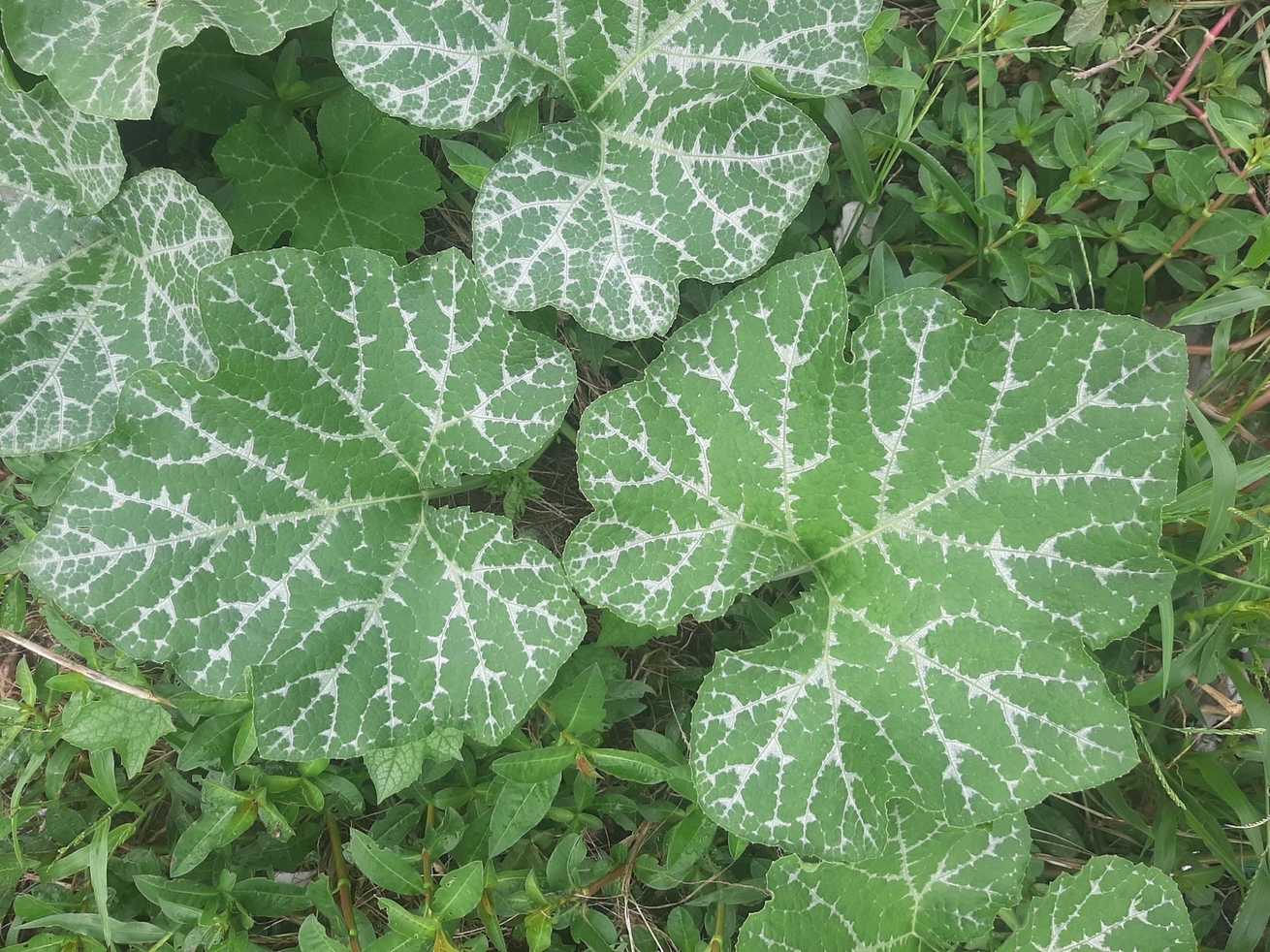 Cucurbita moschata