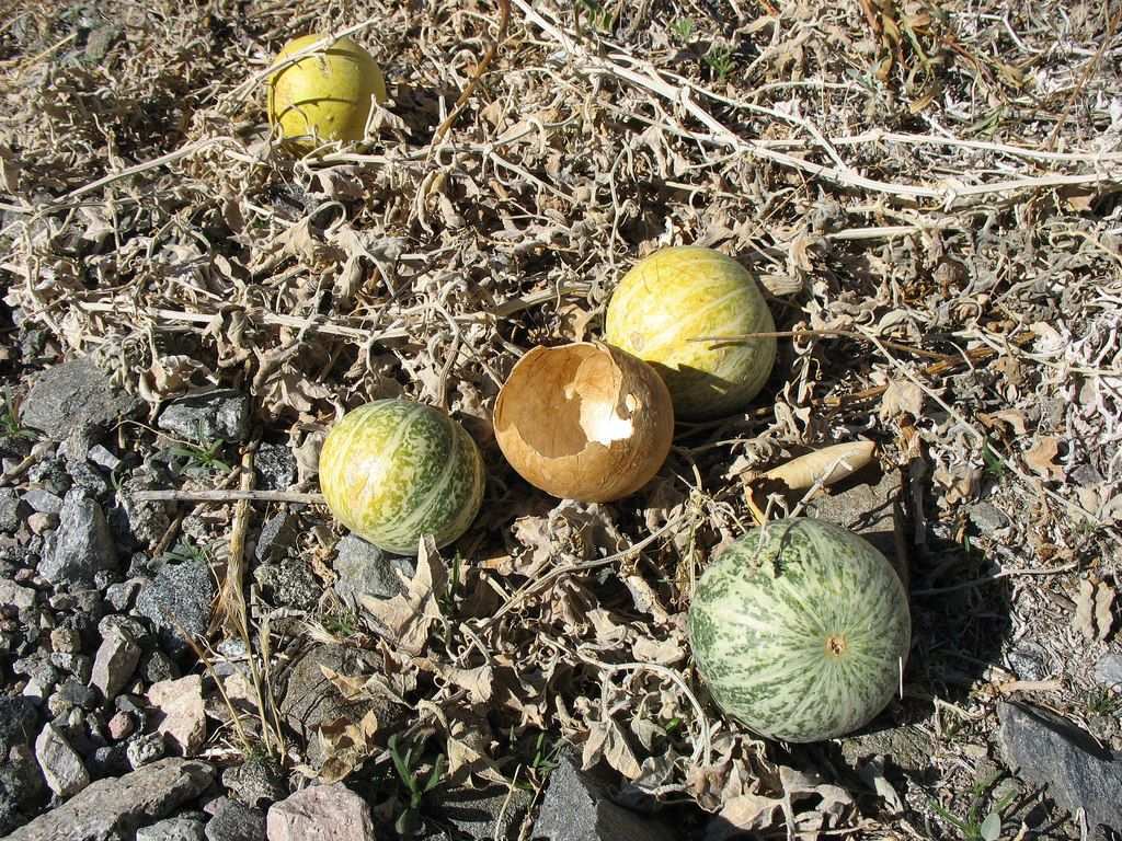 Cucurbita palmata