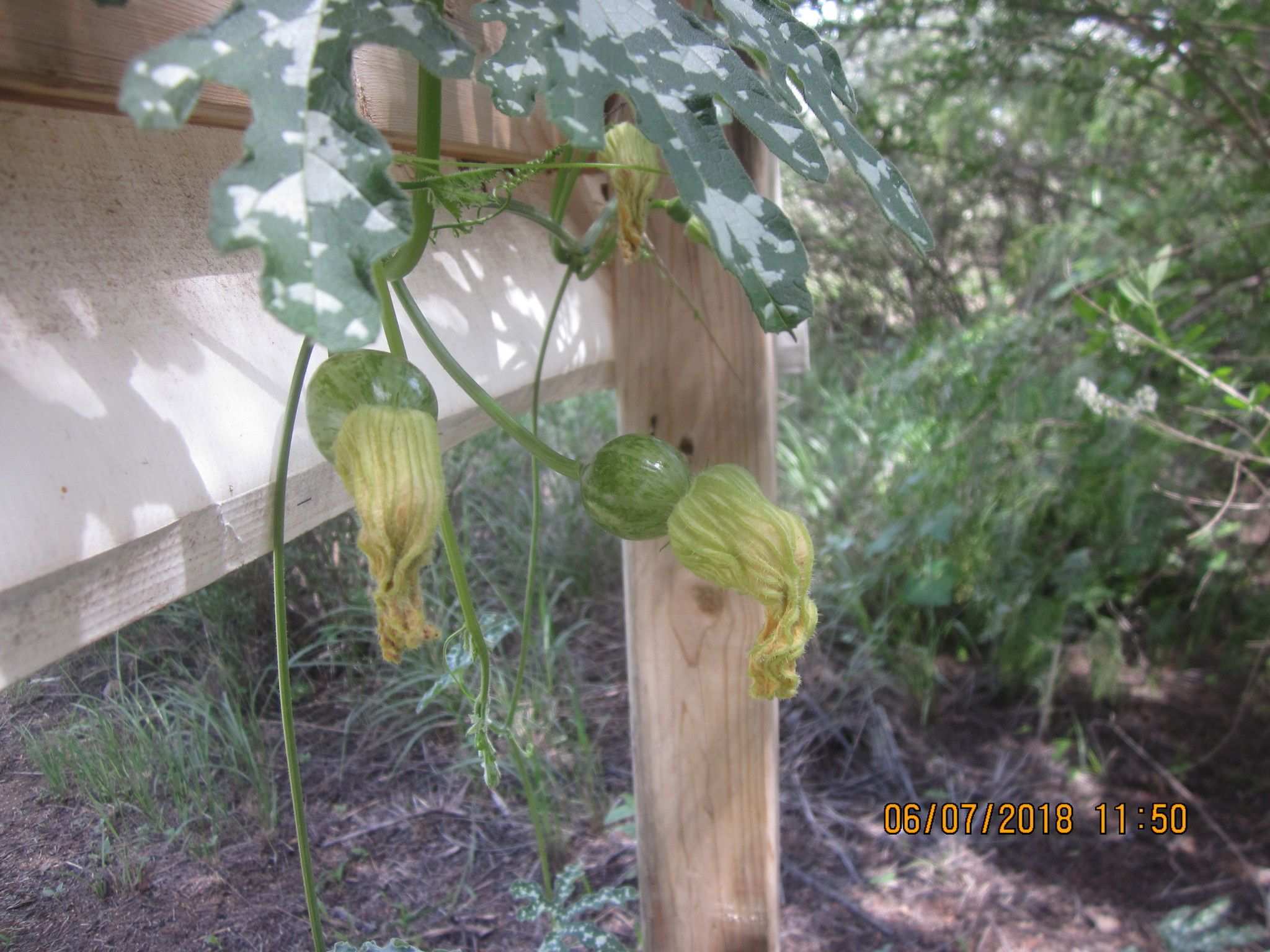 Cucurbita pedatifolia