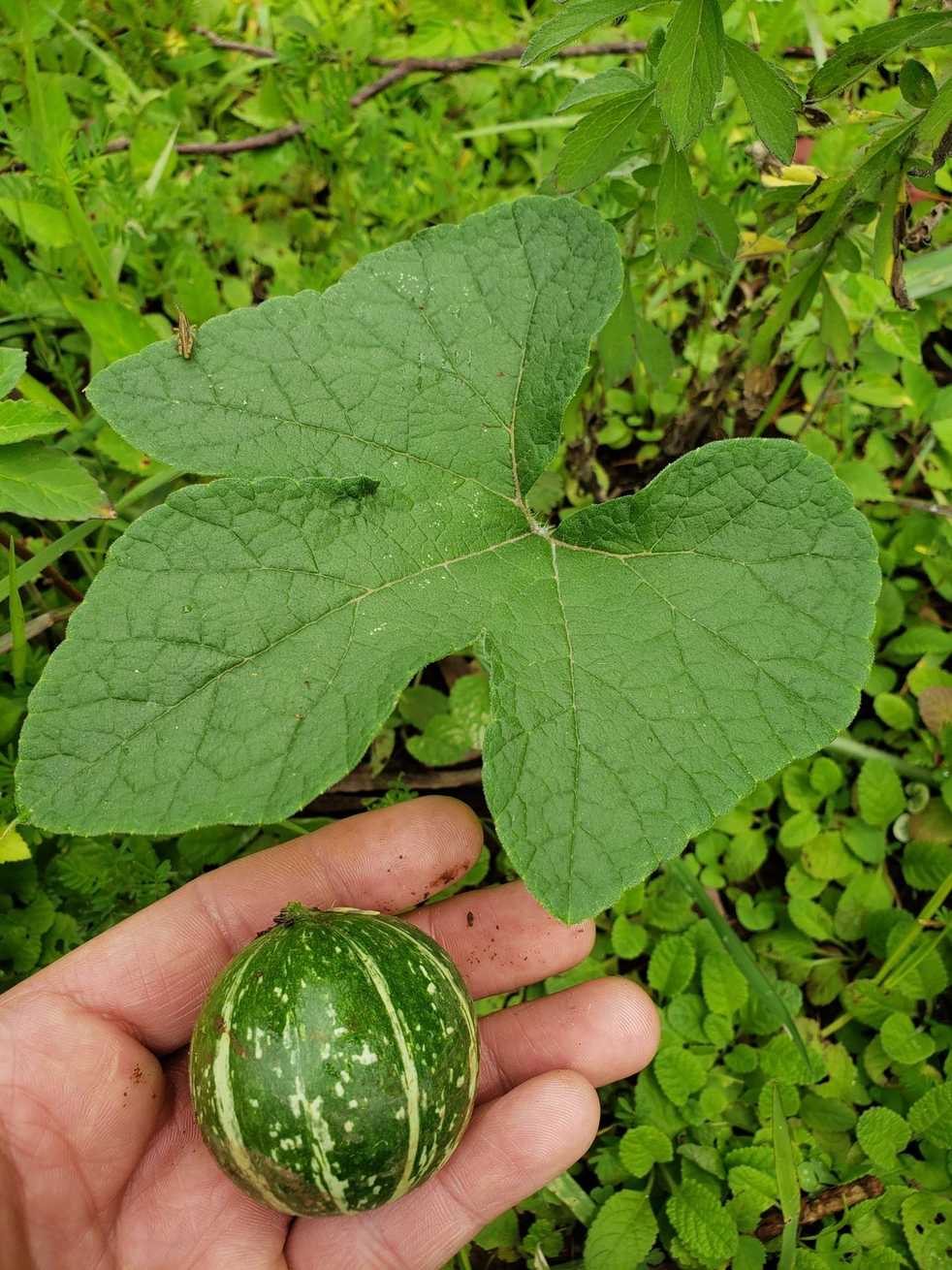 Cucurbita radicans
