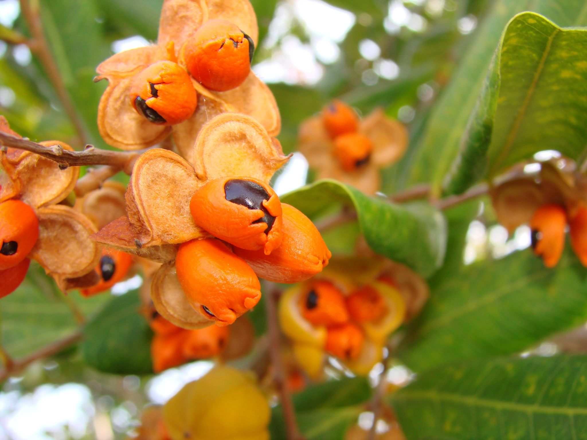 Cupaniopsis anacardioides