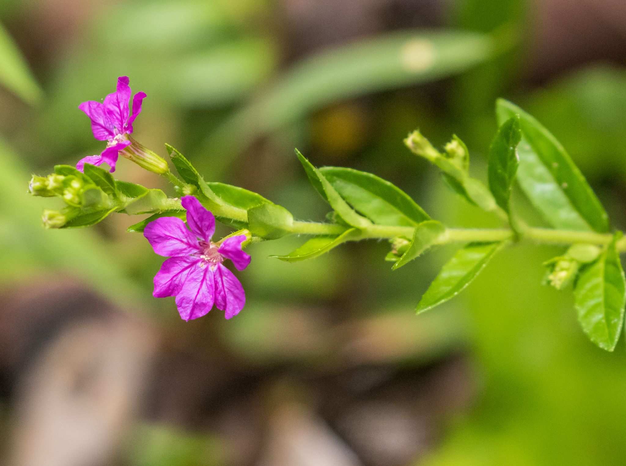 Cuphea hyssopifolia