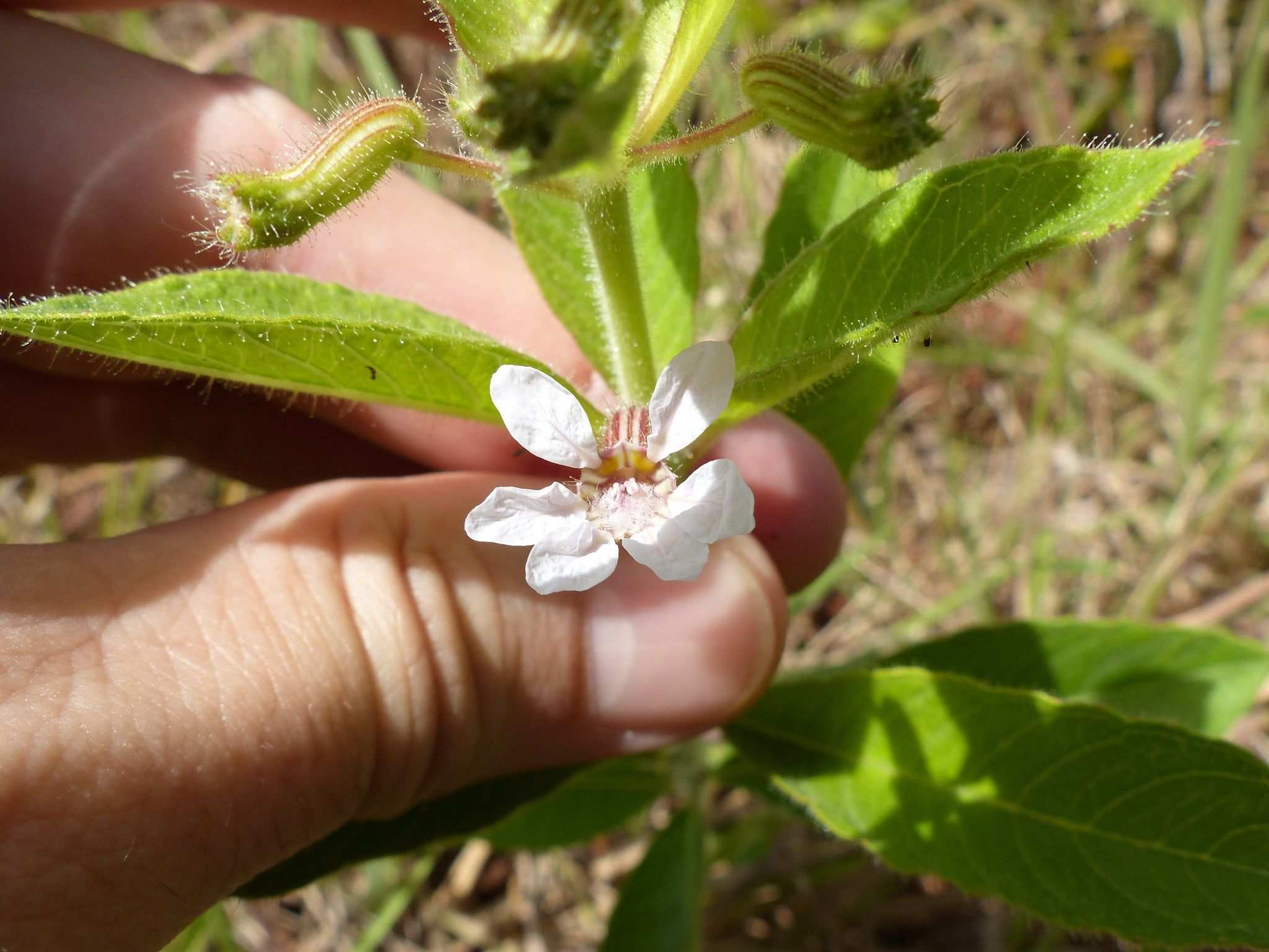 Cuphea sp.