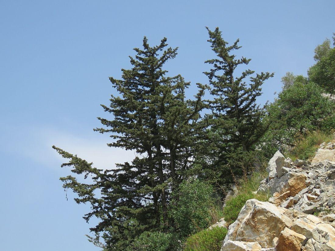 Cupressus sempervirens