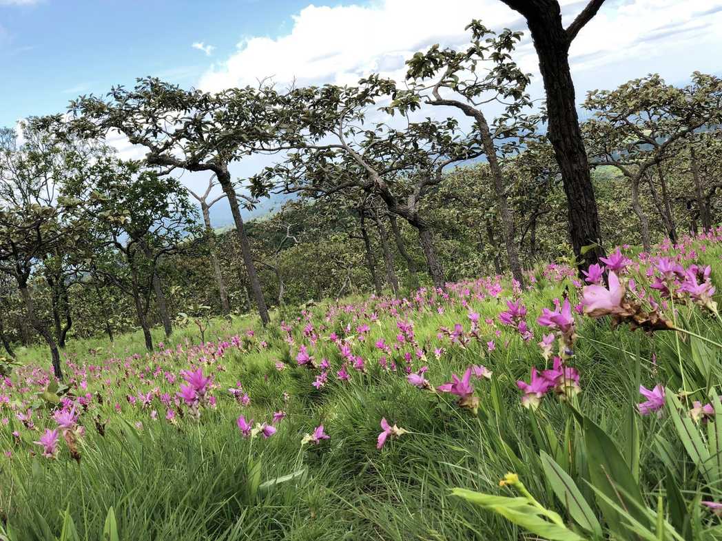 Curcuma alismatifolia