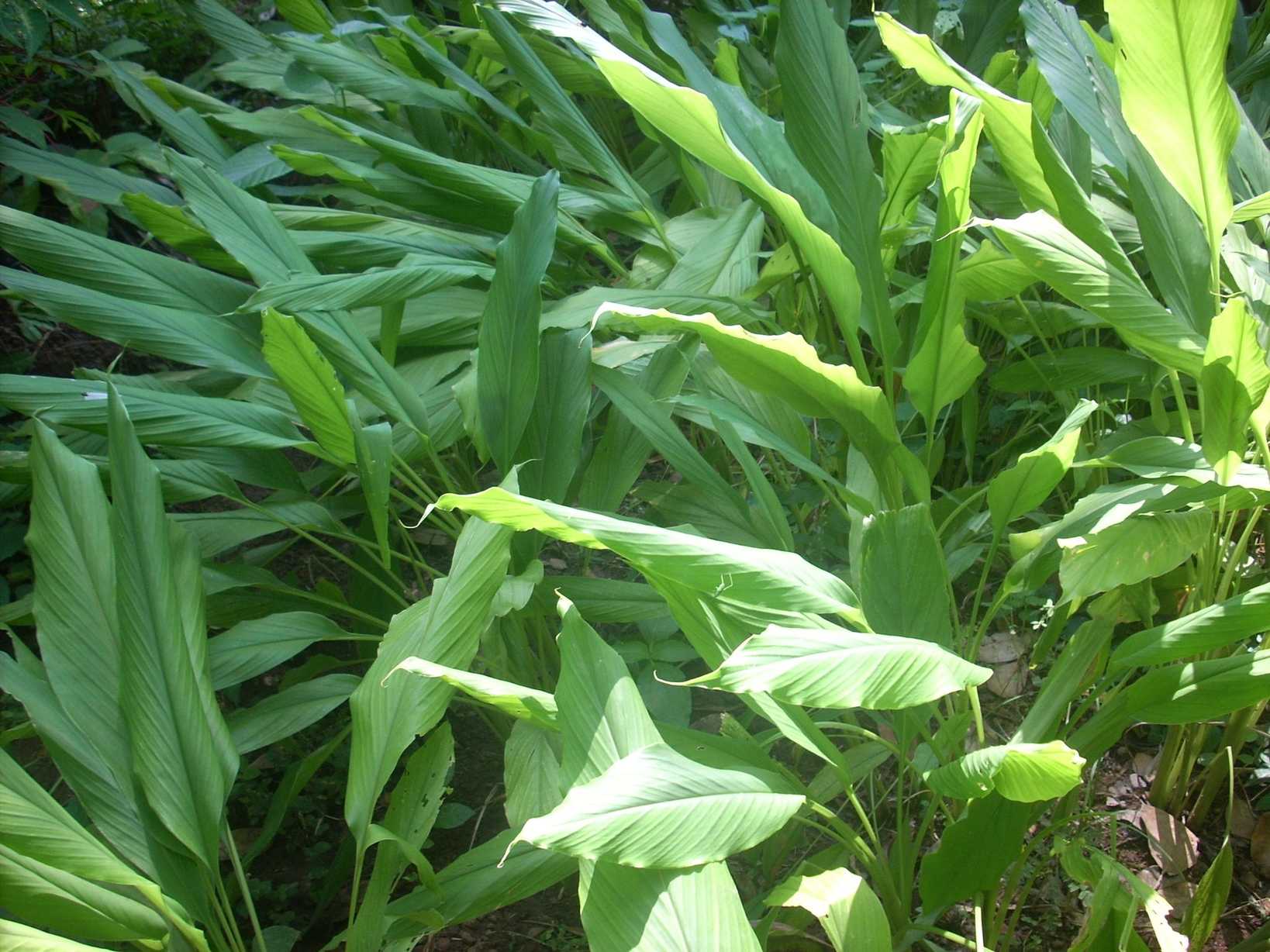 Curcuma longa
