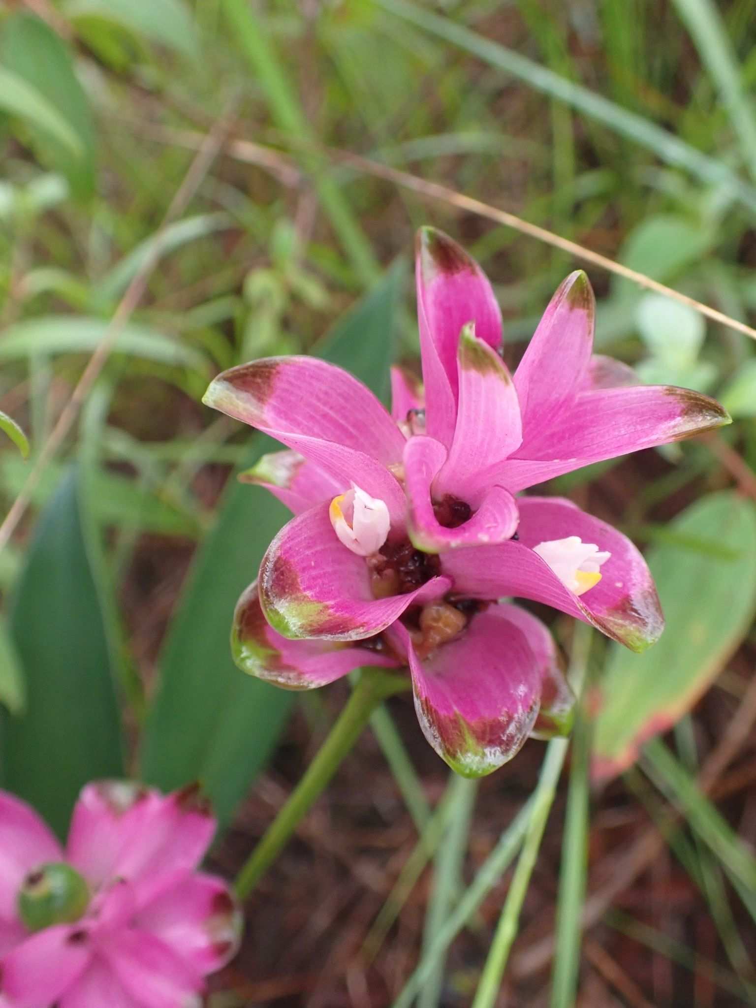 Curcuma sp.