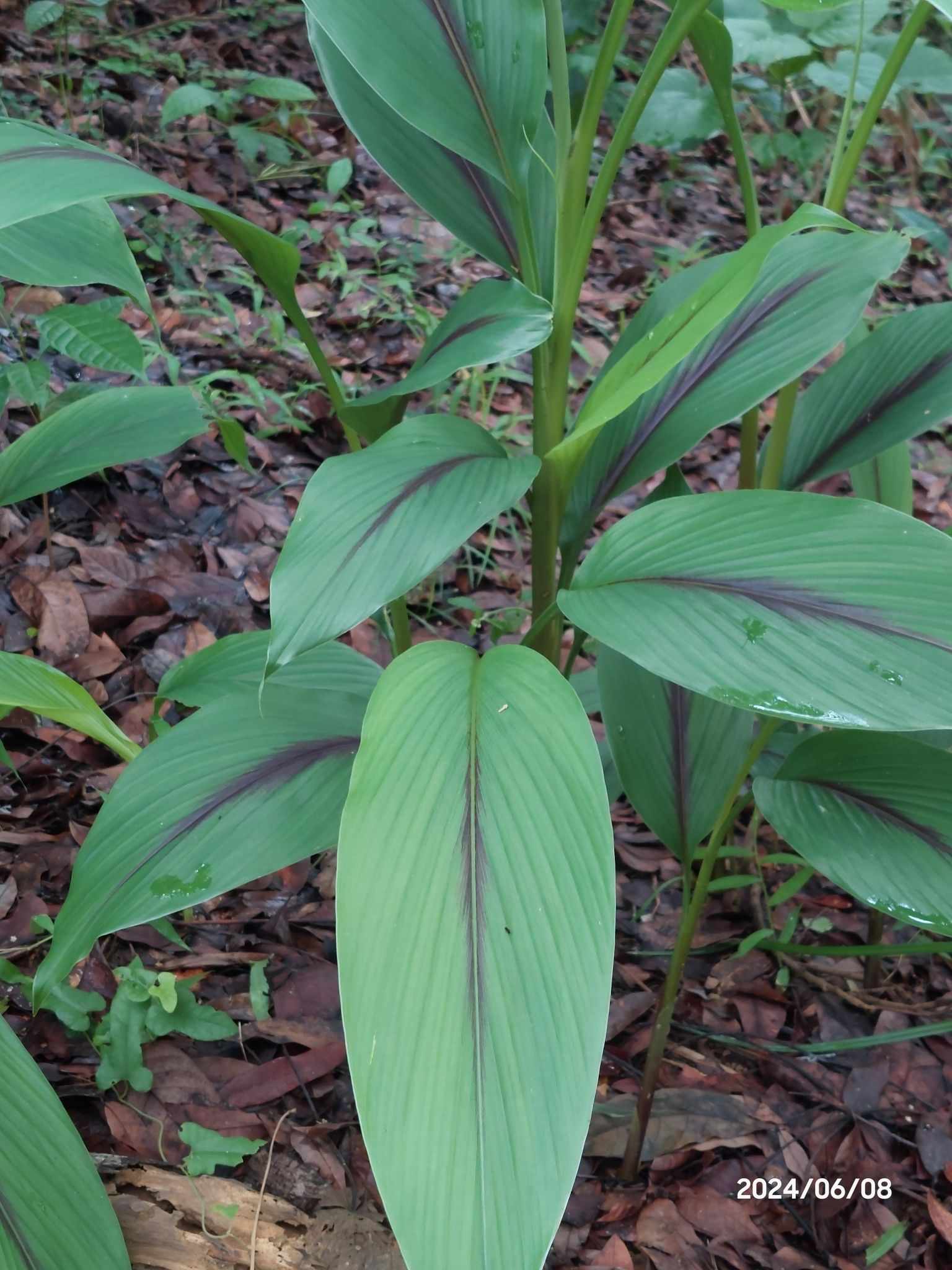 Curcuma zedoaria