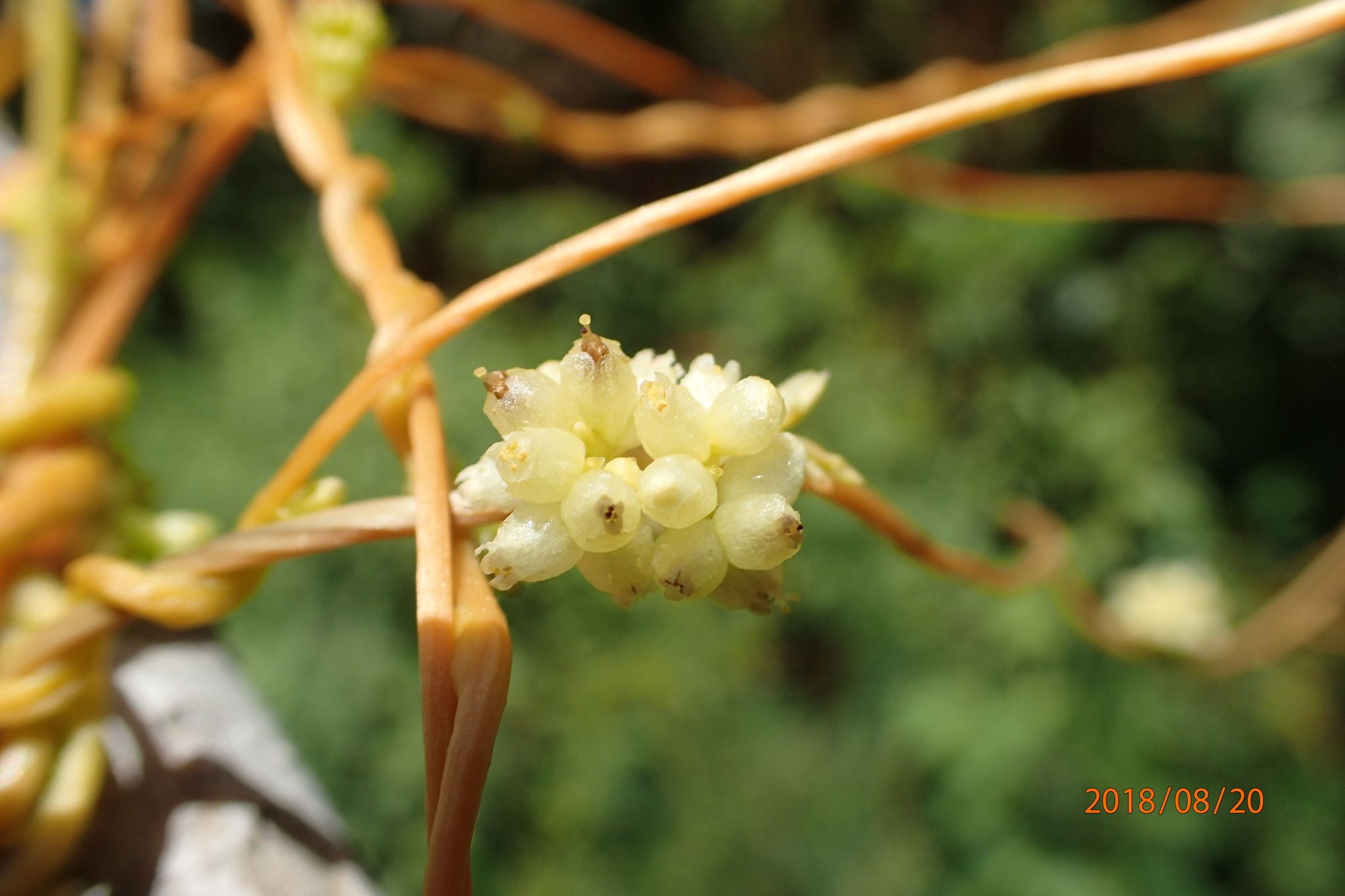 Cuscuta sp.