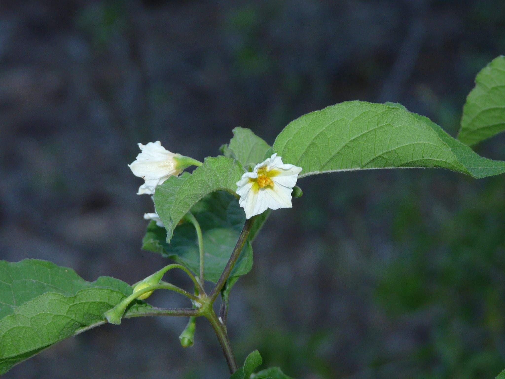 Cyathocalyx