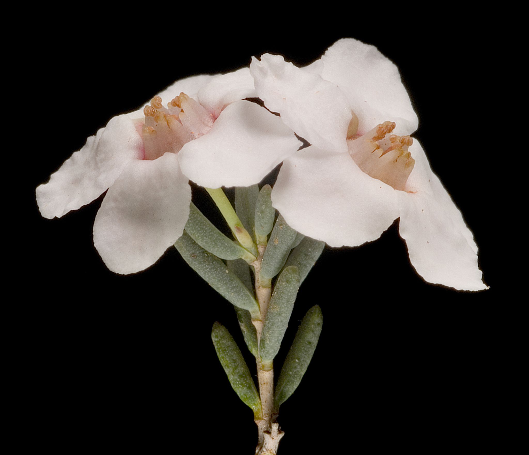 Cyathostemon heterantherus
