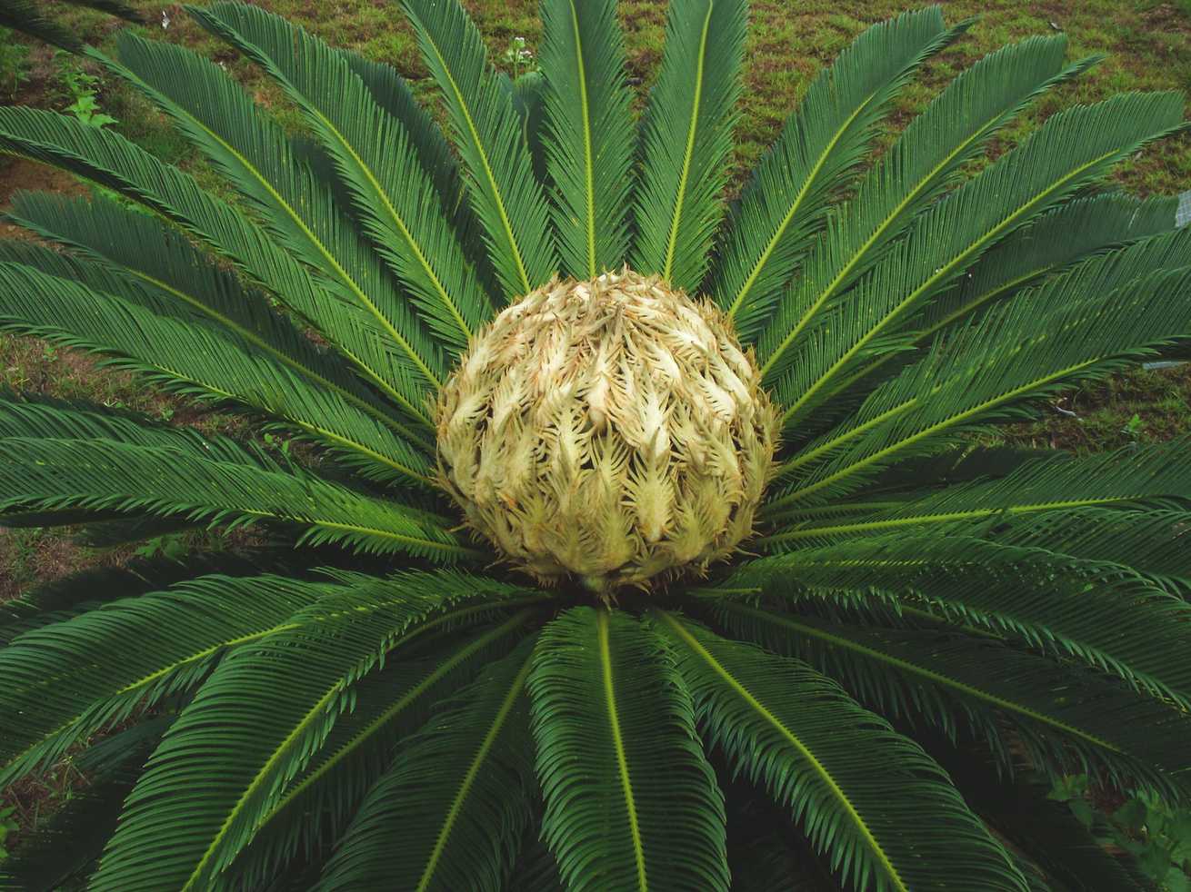 Cycas