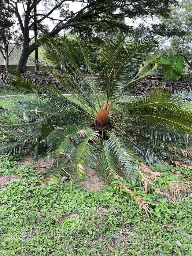 Cycas circinalis