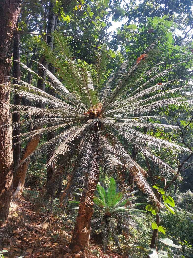 Cycas pectinata