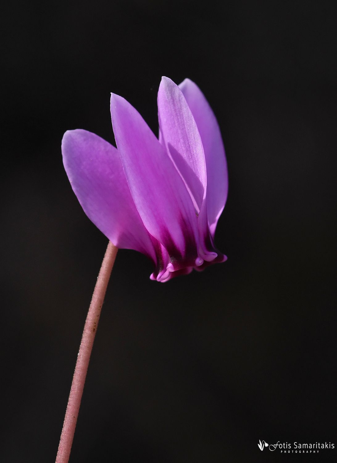 Cyclamen