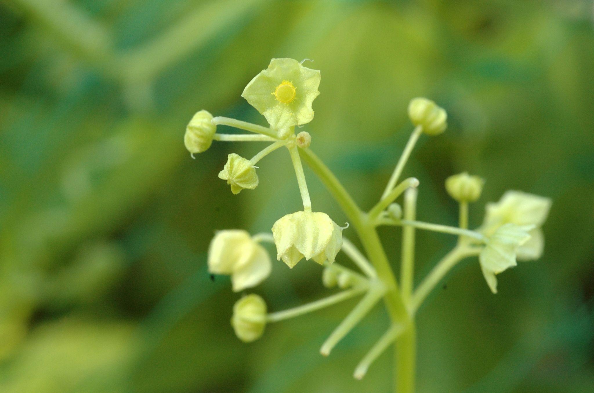 Cyclanthera pedata
