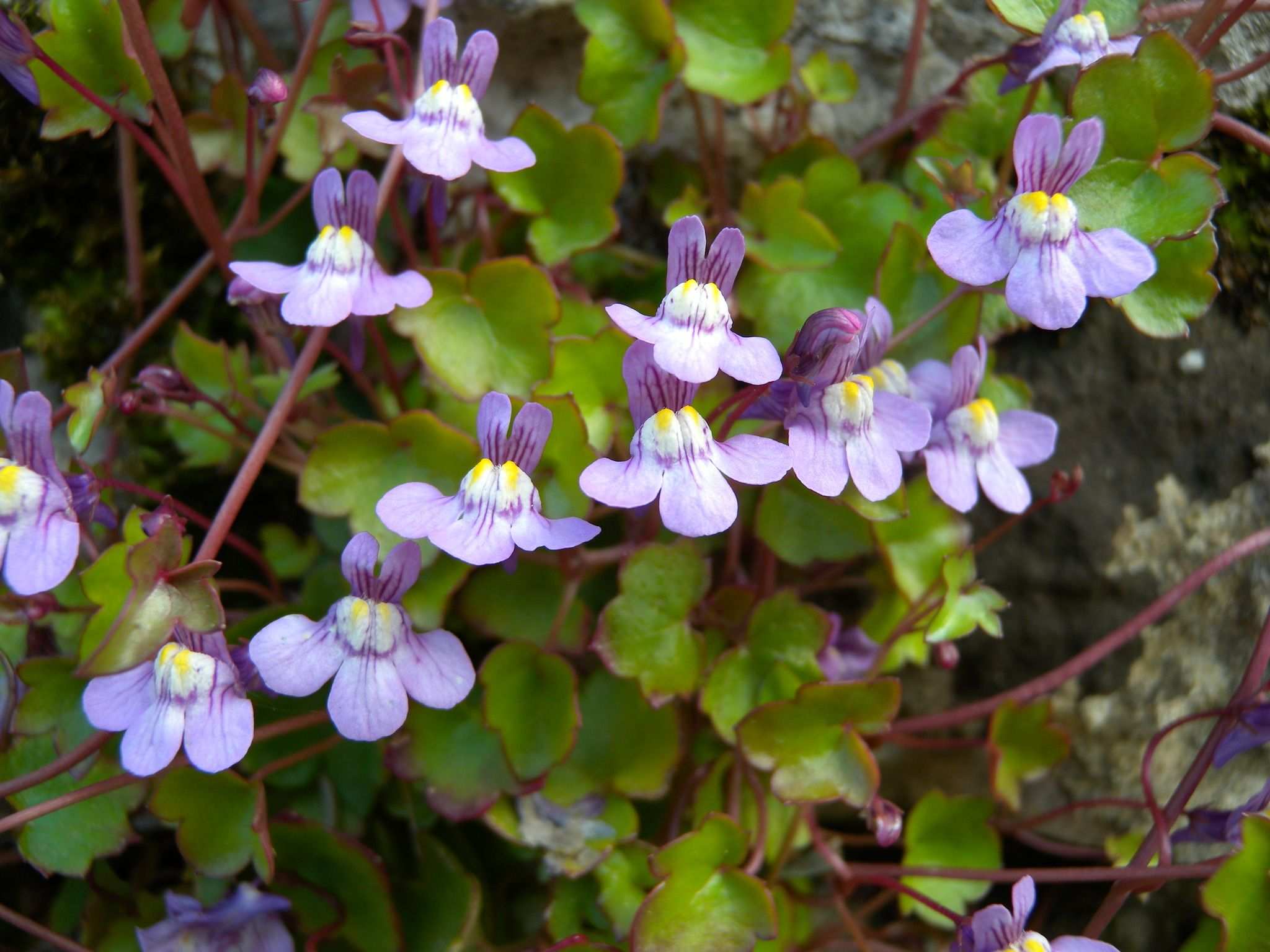 Cymbalaria muralis