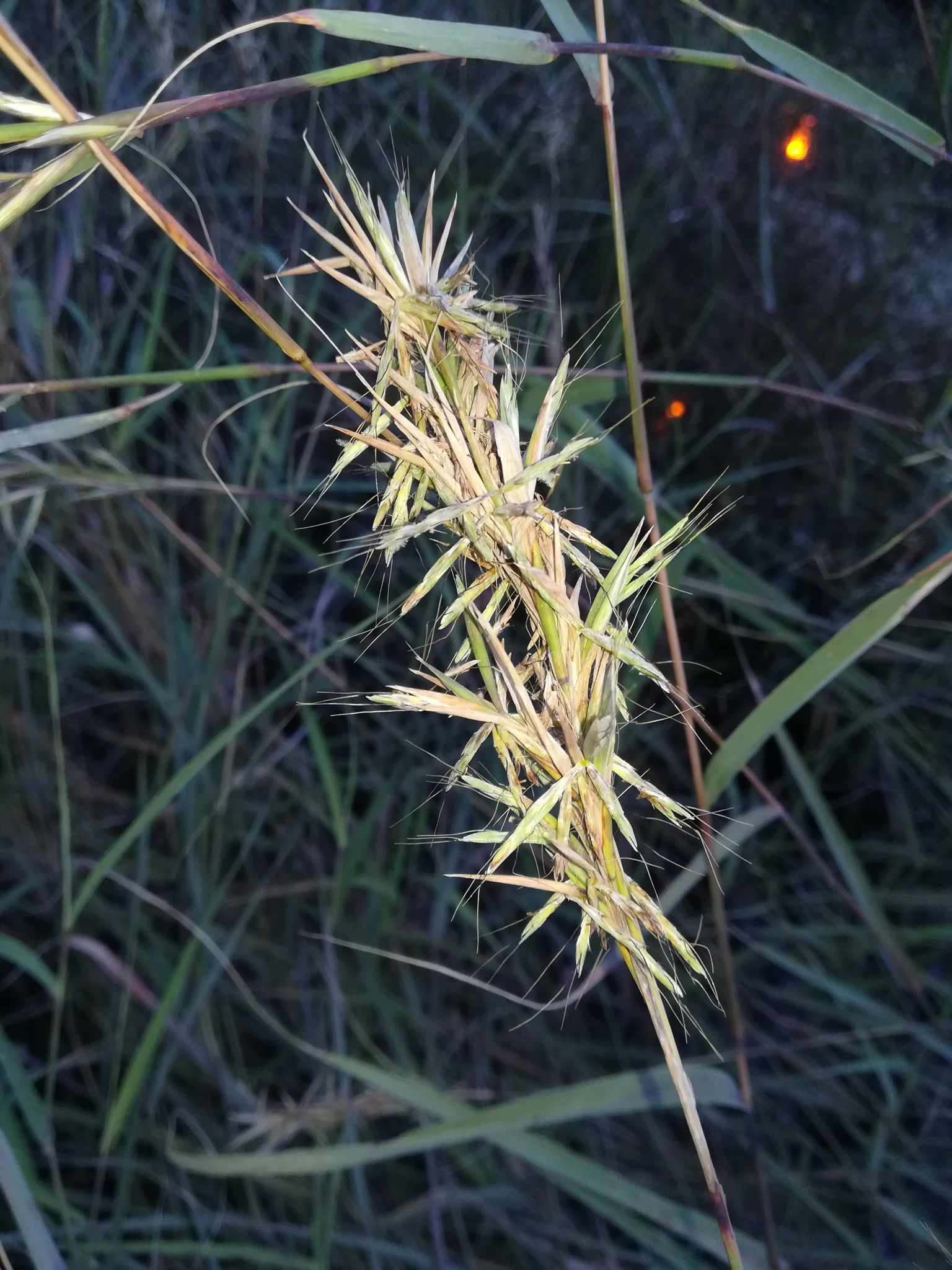 Cymbopogon caesius