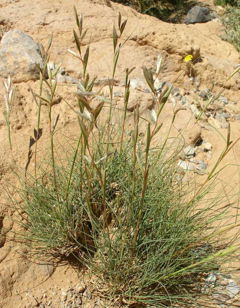 Cymbopogon schoenanthus