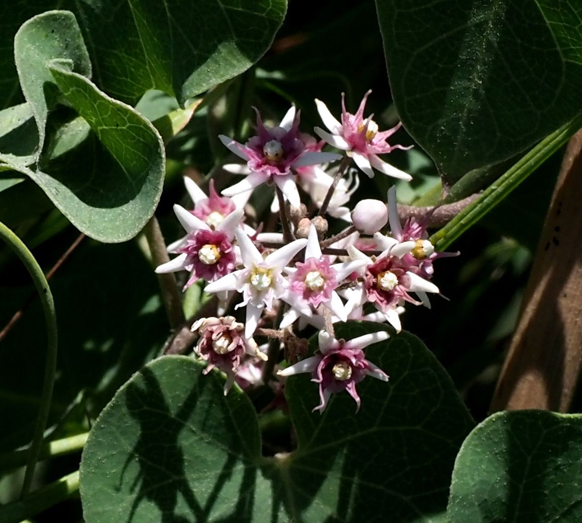 Cynanchum acutum