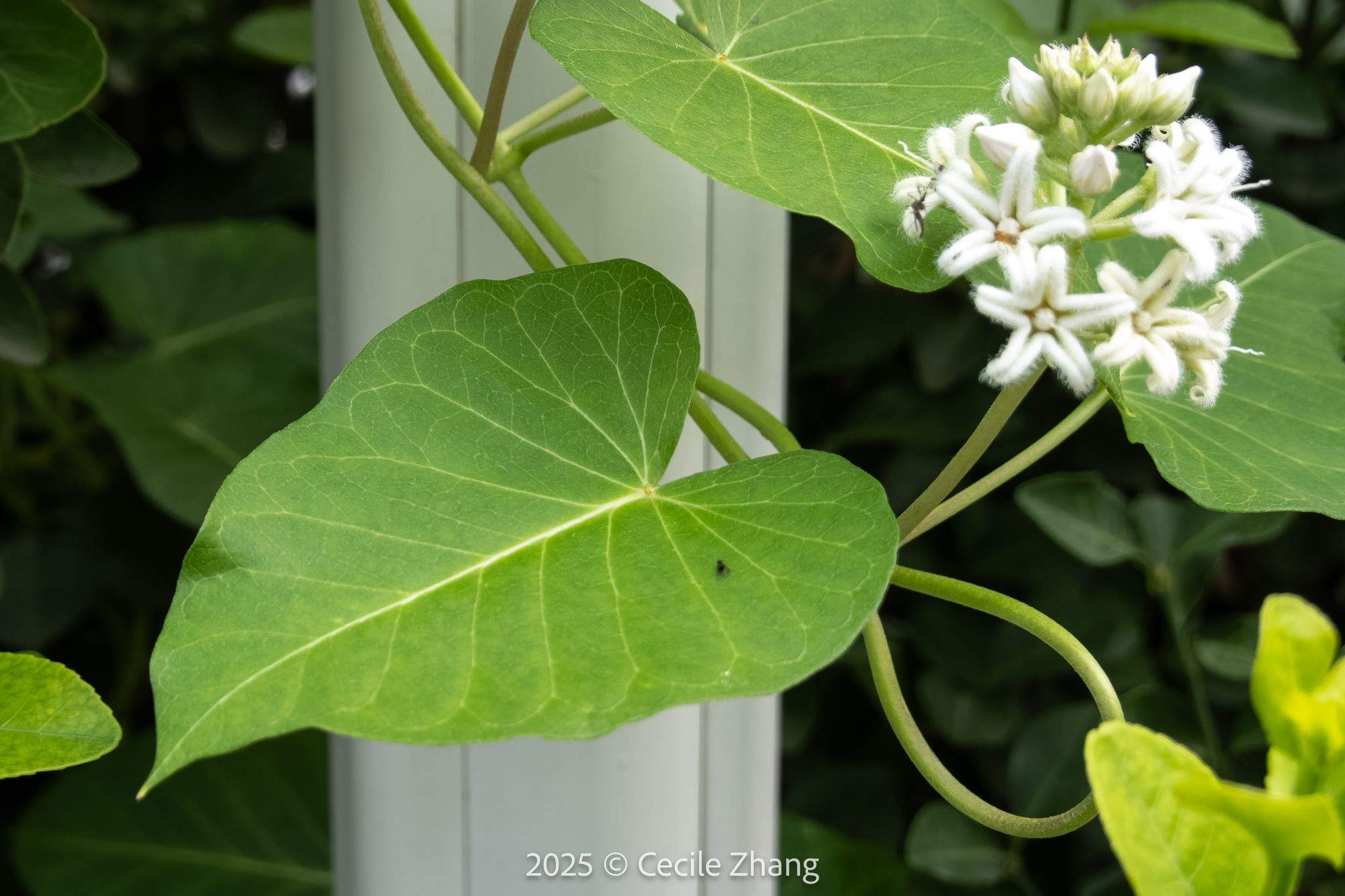 Cynanchum rostellatum