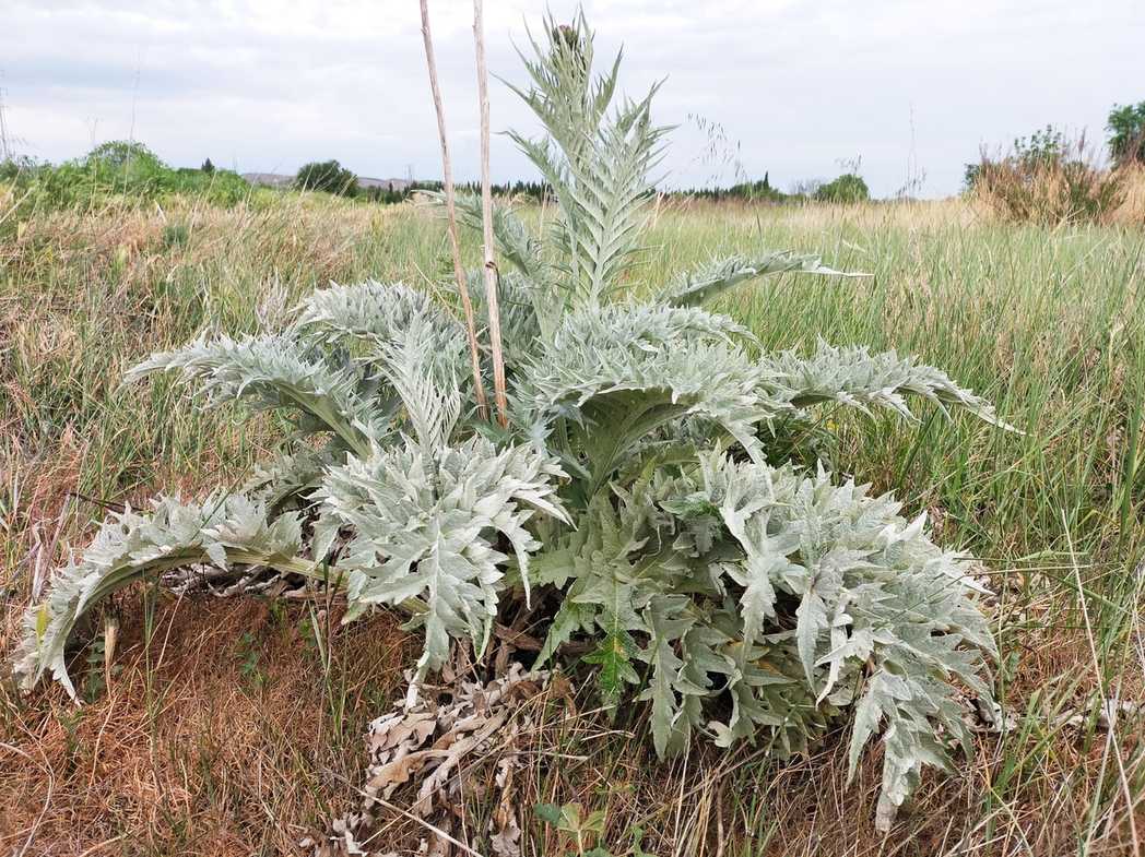 Cynara cardunculus