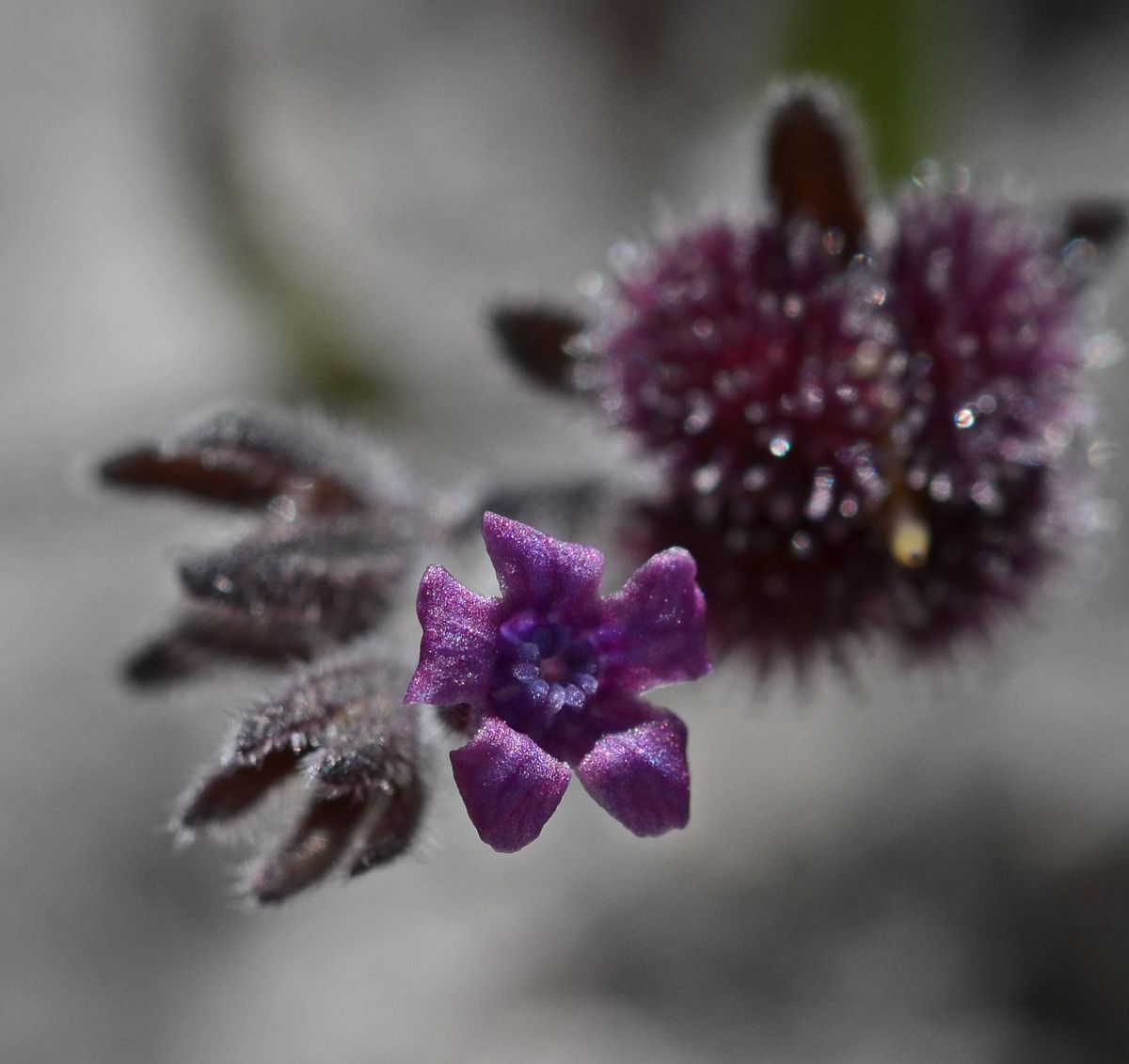 Cynoglossum sp.