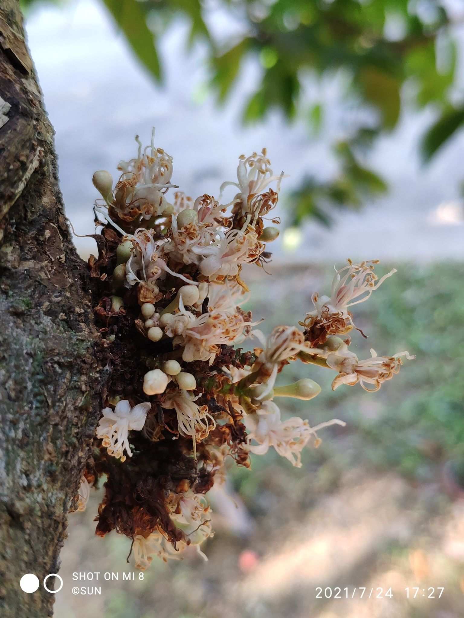 Cynometra cauliflora