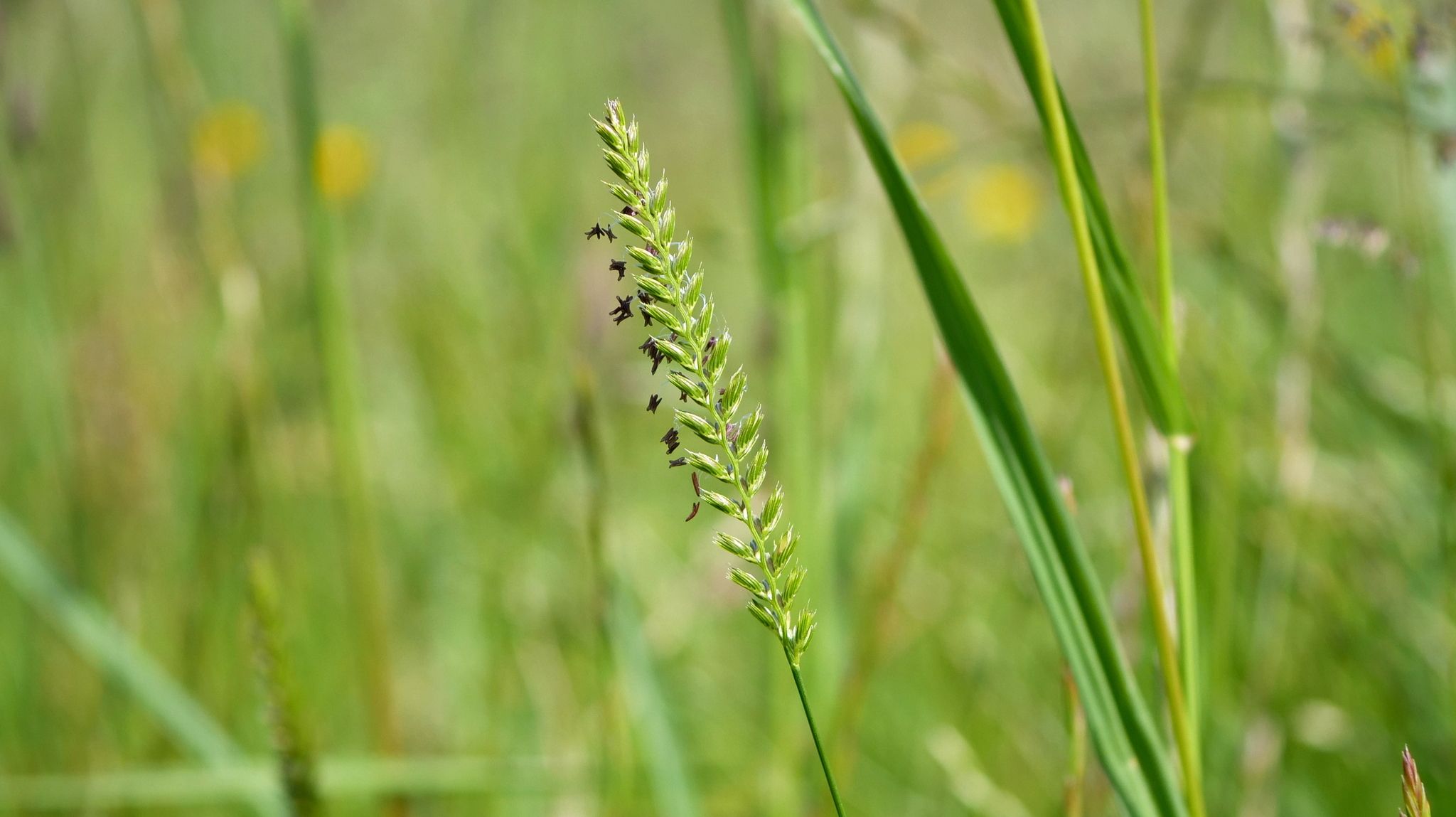 Cynosurus cristatus