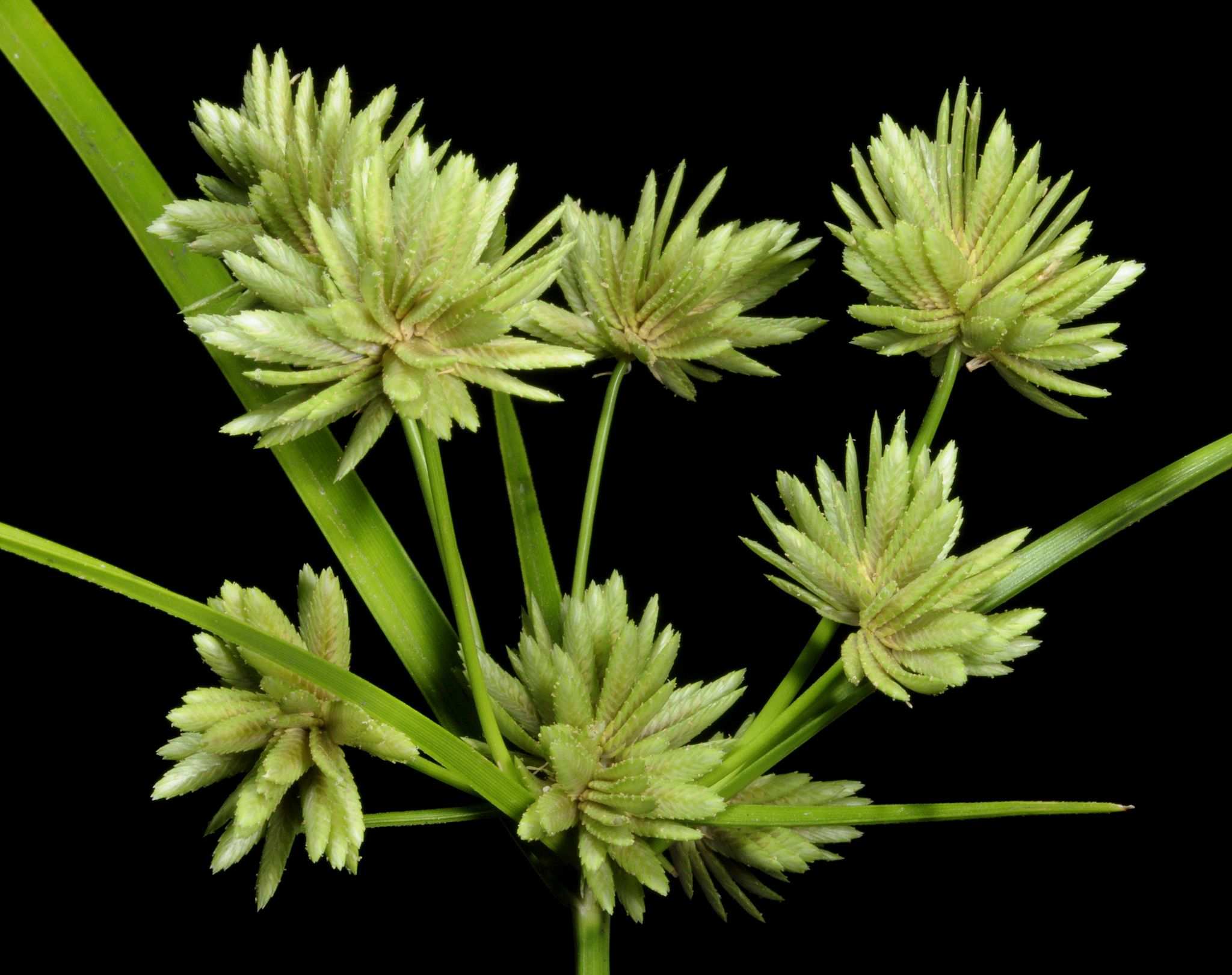 Cyperus