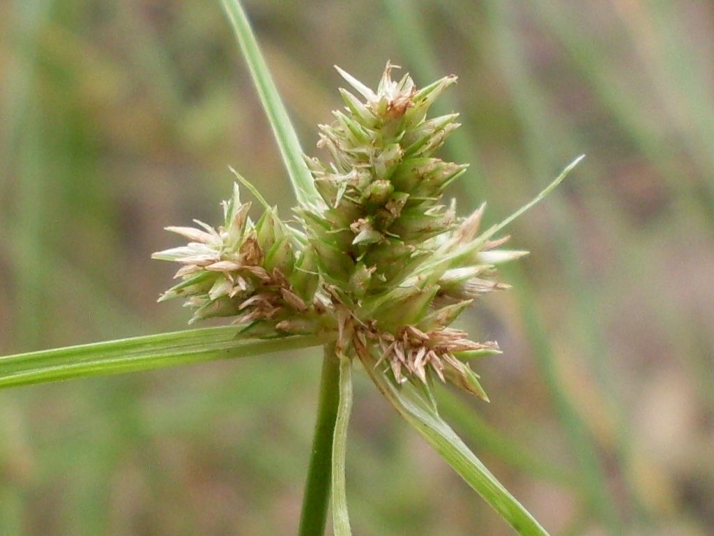 Cyperus aggregatus