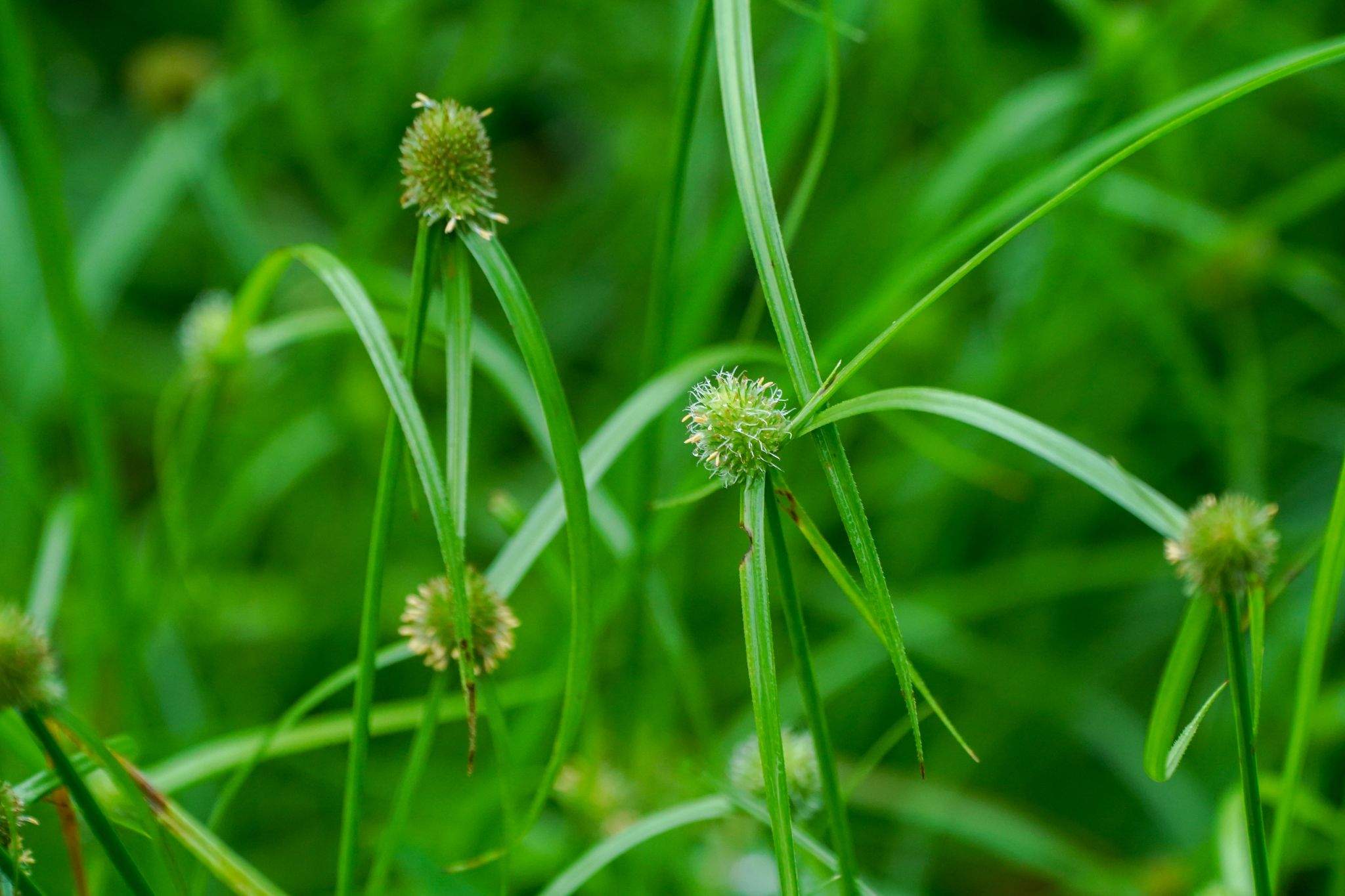 Cyperus brevifolioides