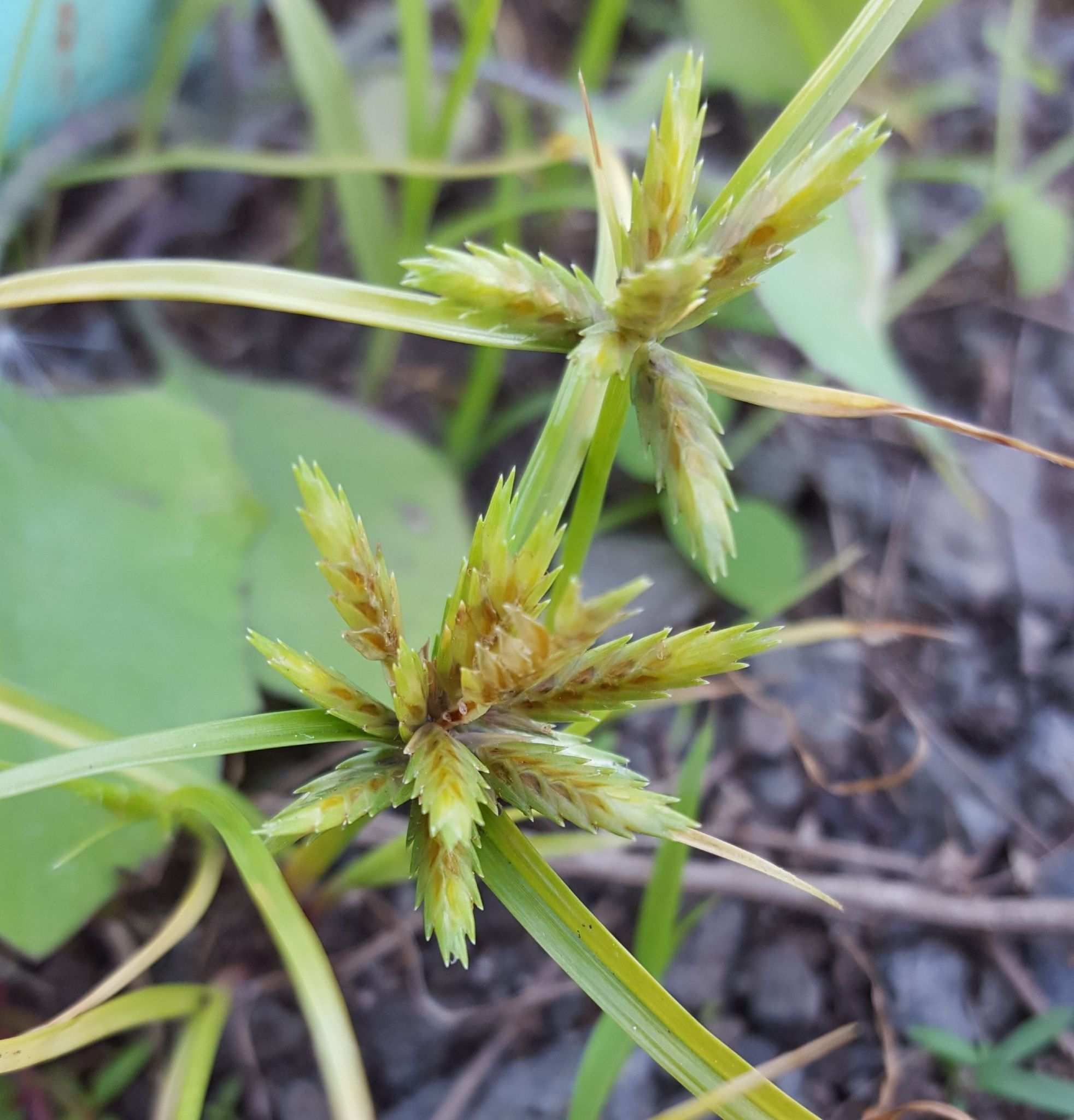 Cyperus compressus
