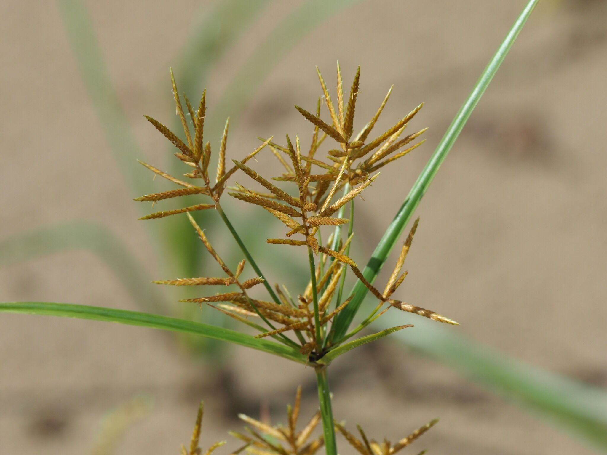 Cyperus esculentus