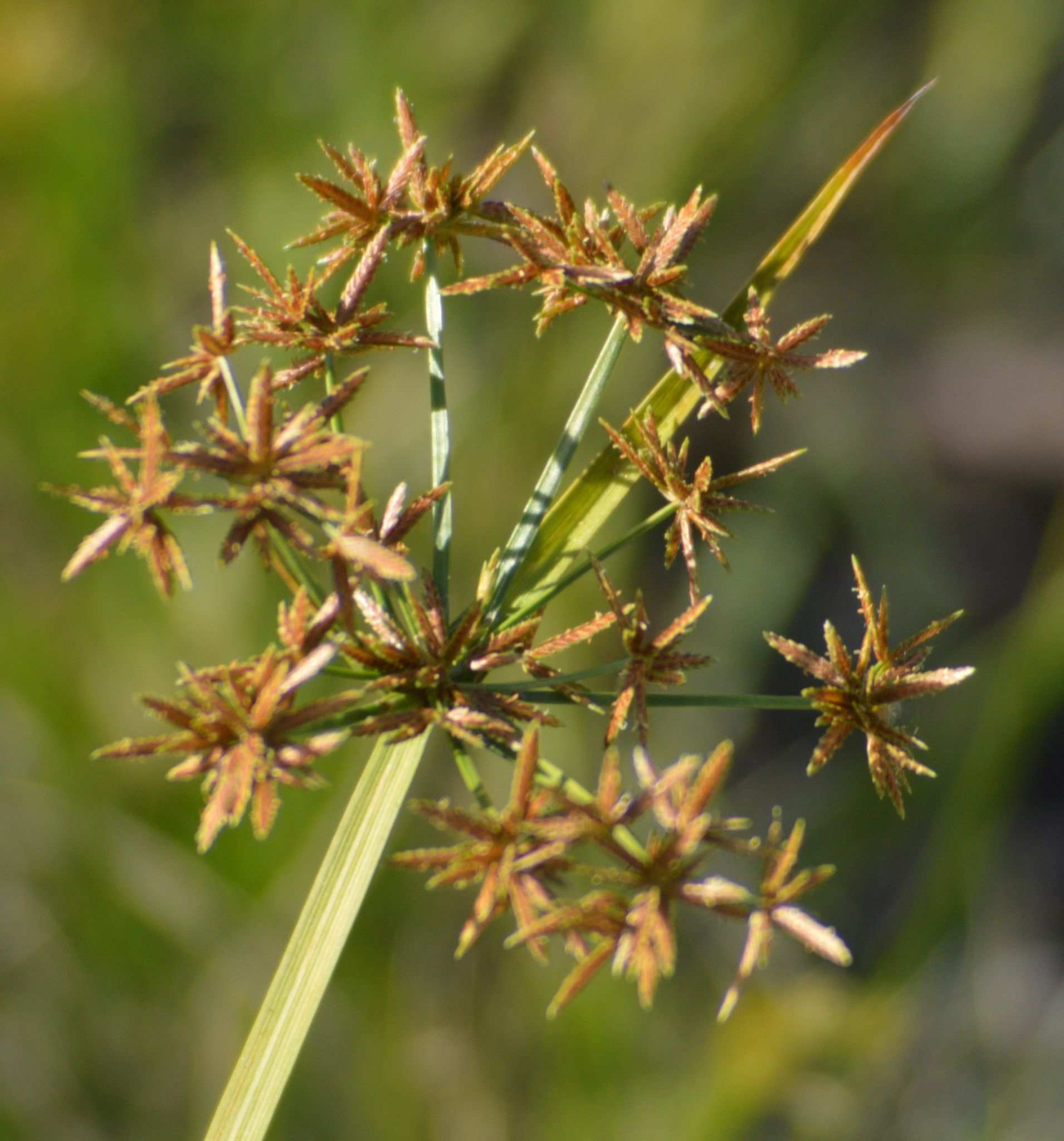 Cyperus haspan
