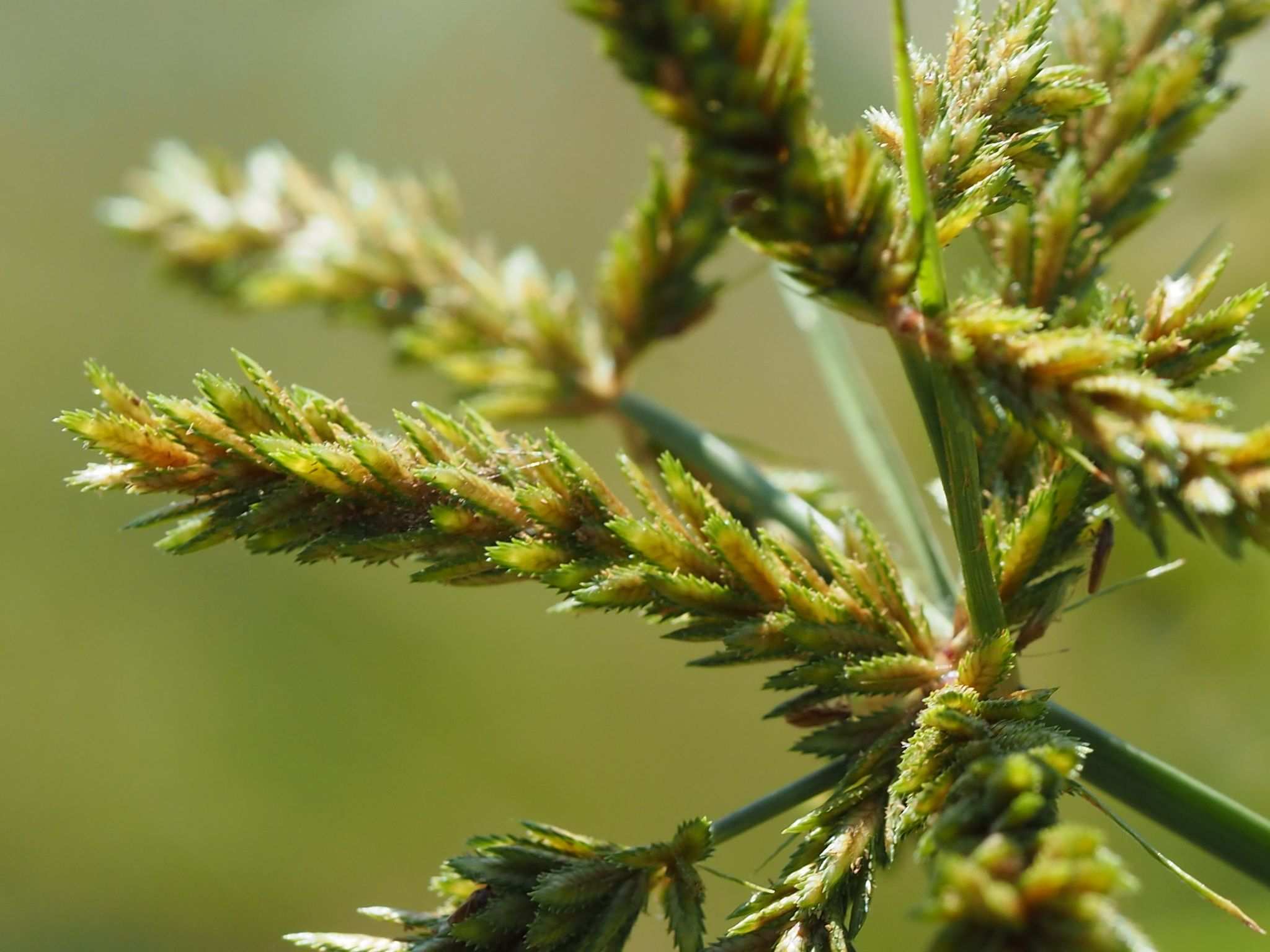 Cyperus imbricatus