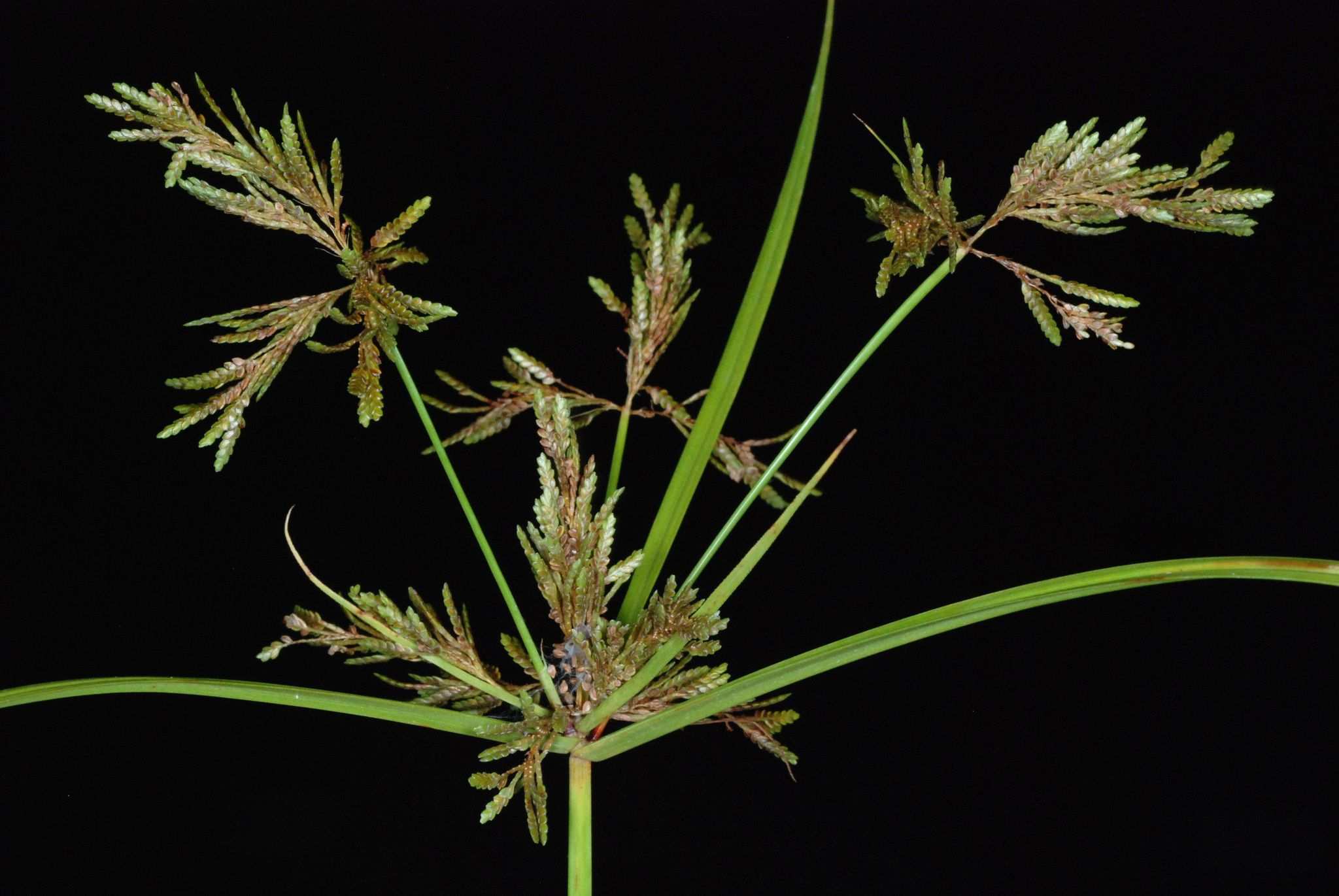 Cyperus iria