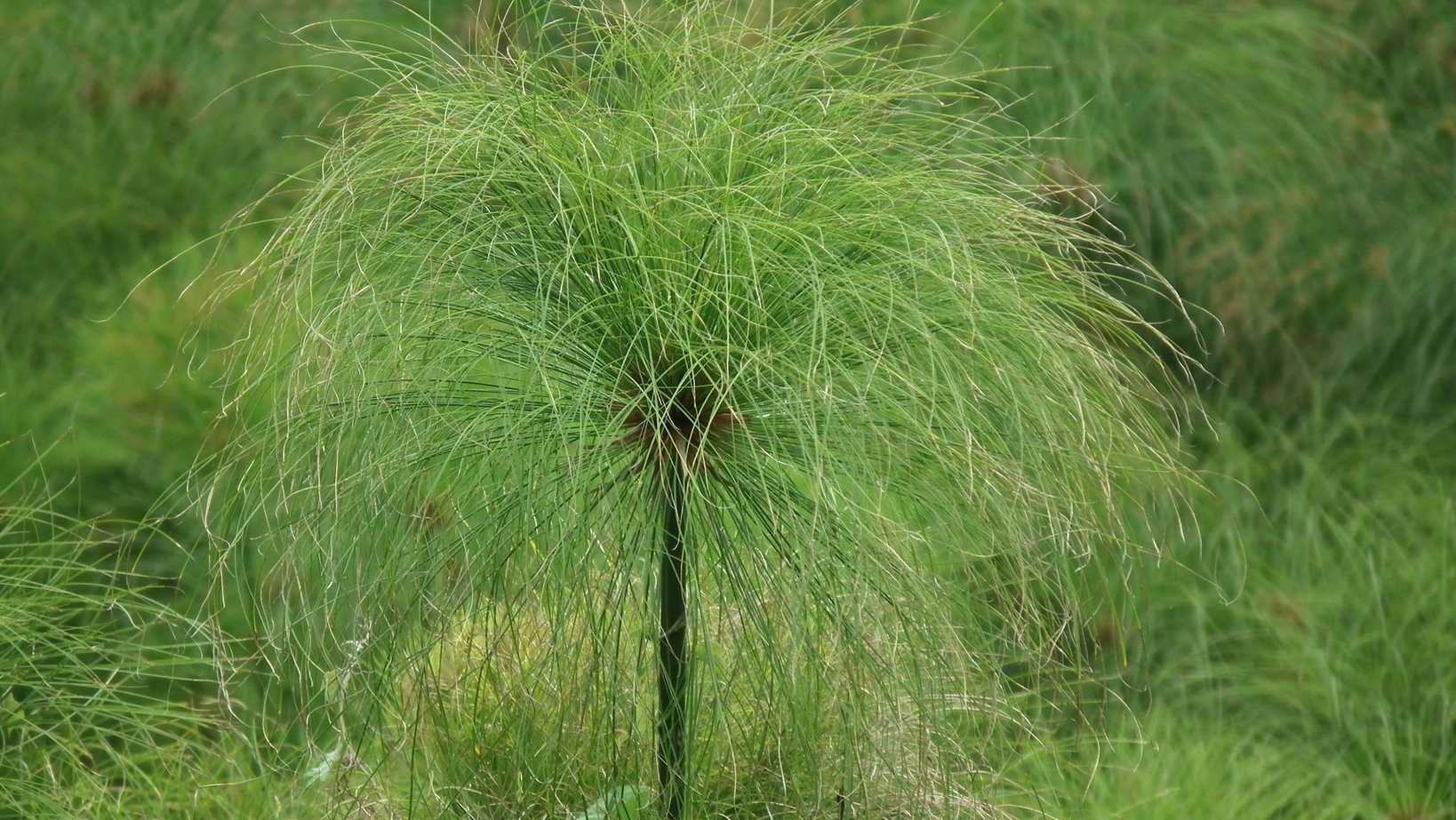 Cyperus papyrus