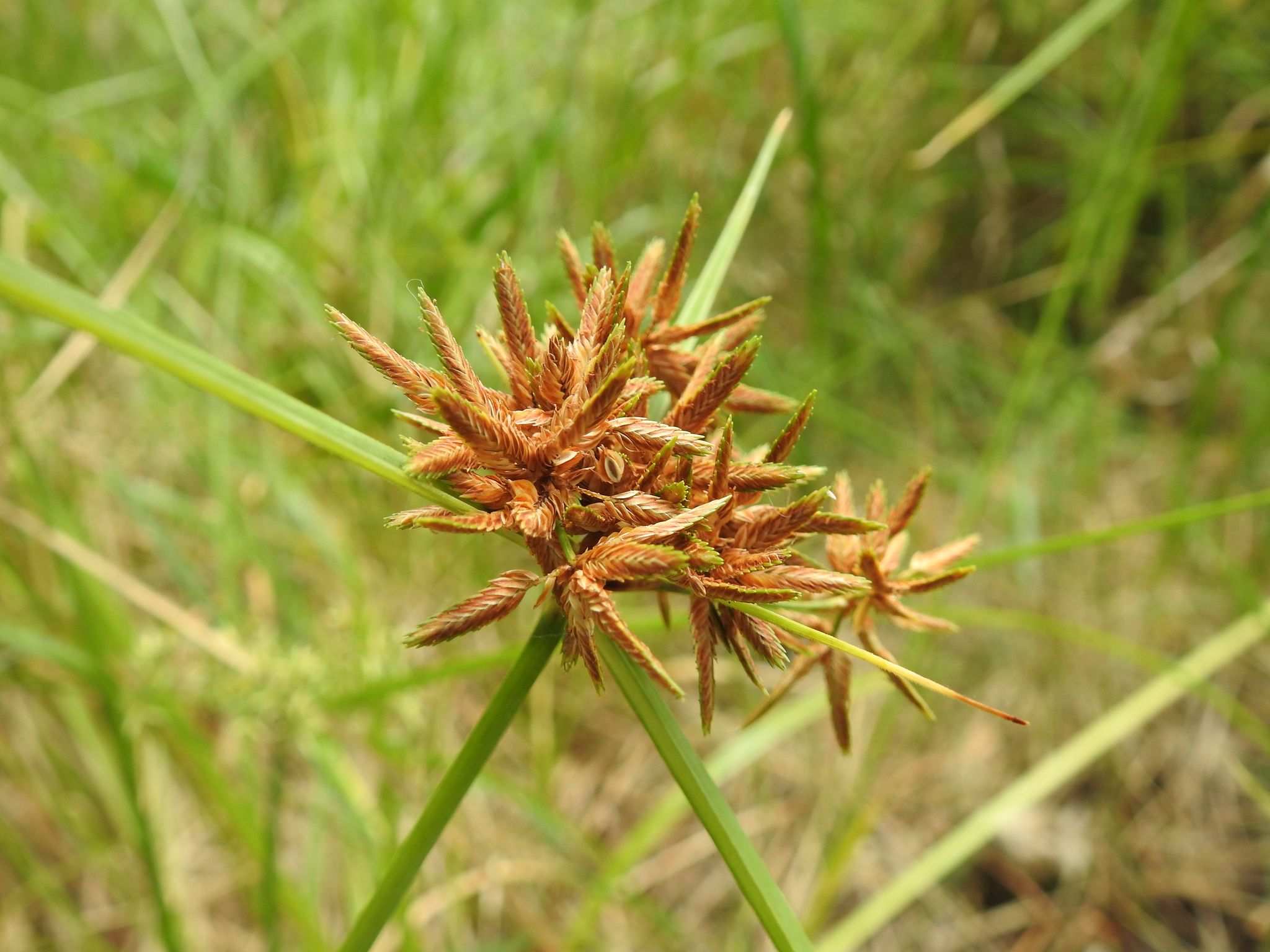 Cyperus platystylis
