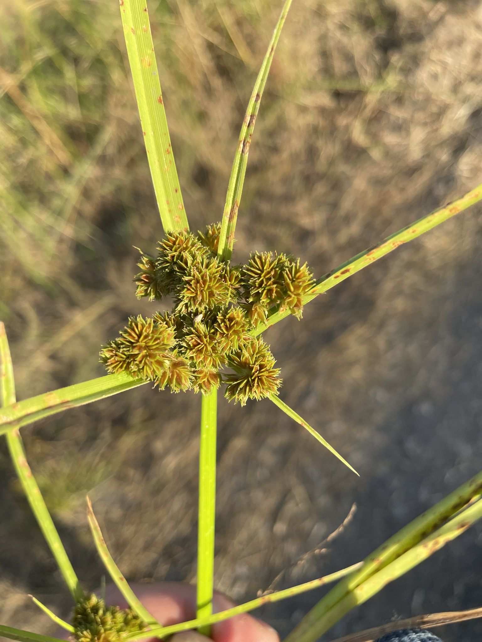 Cyperus pseudokyllingioides