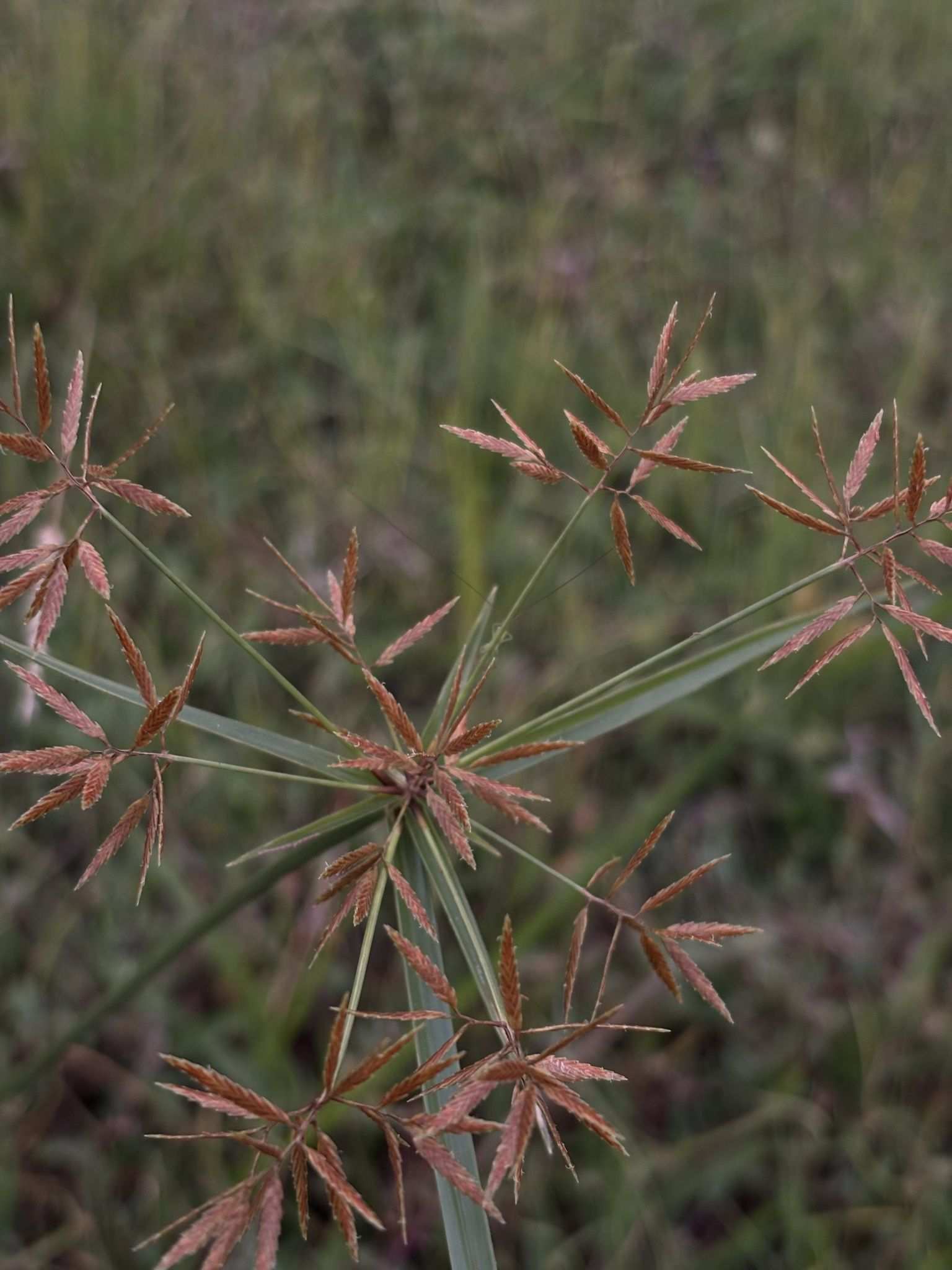 Cyperus pulcherrimus