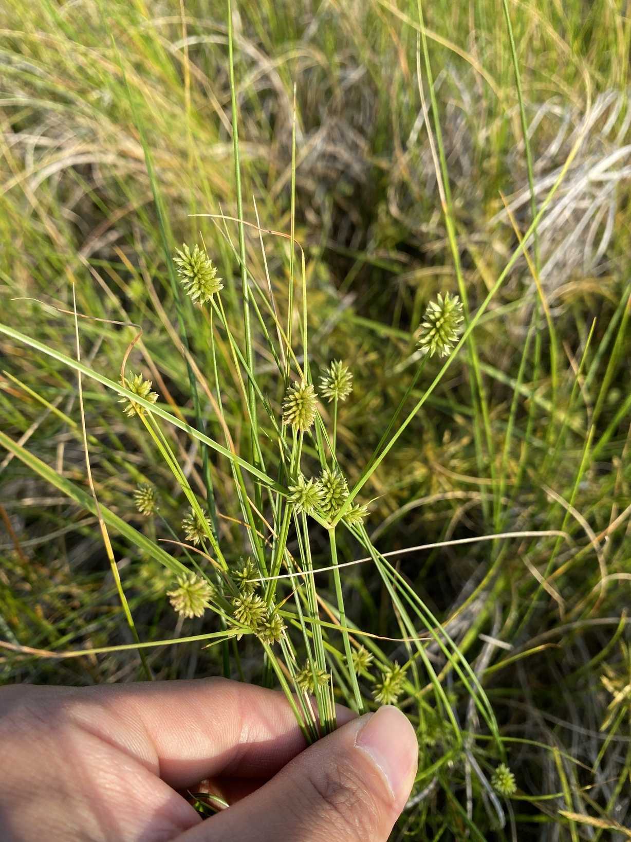 Cyperus retrorsus