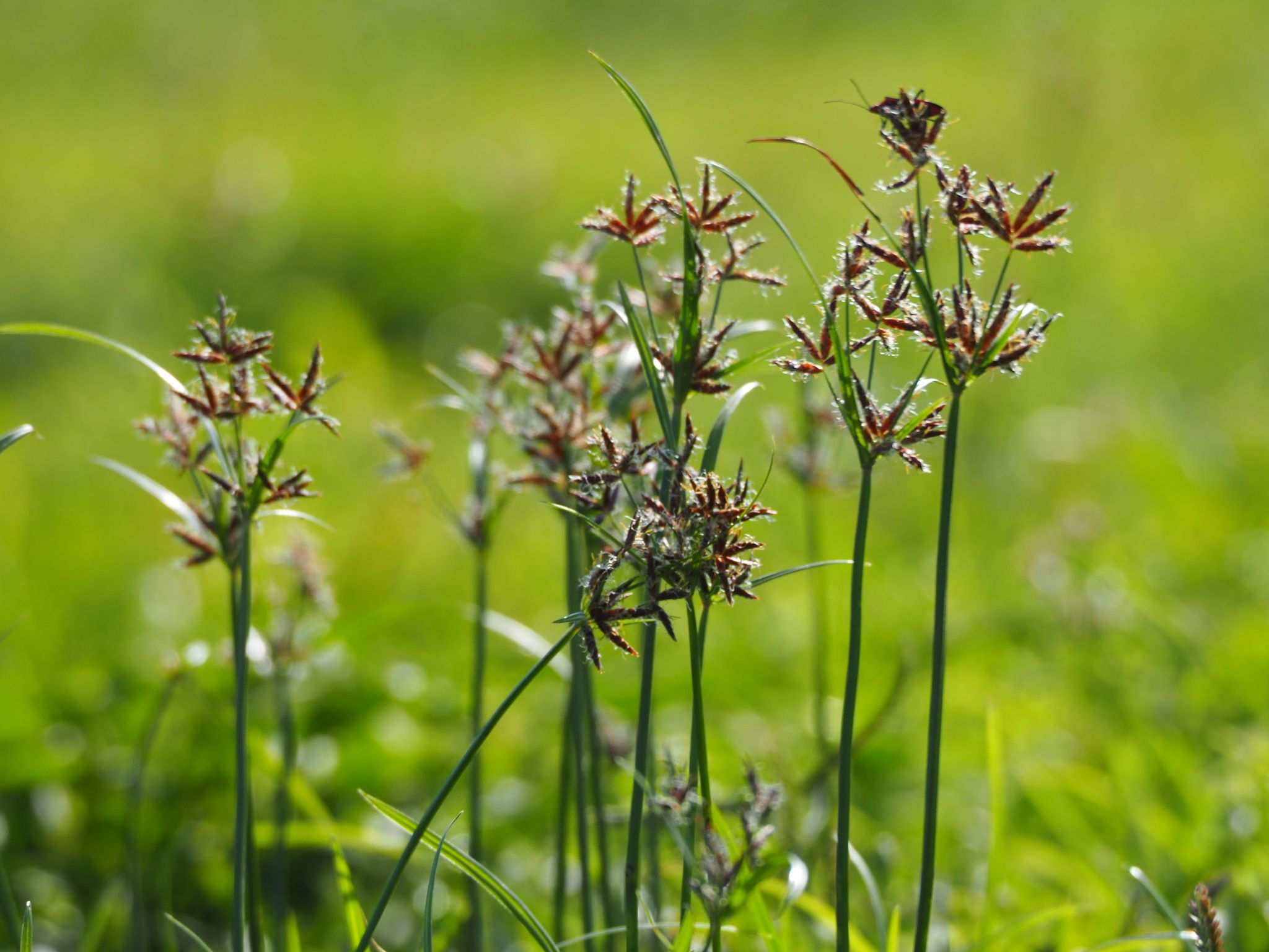 Cyperus rotundus
