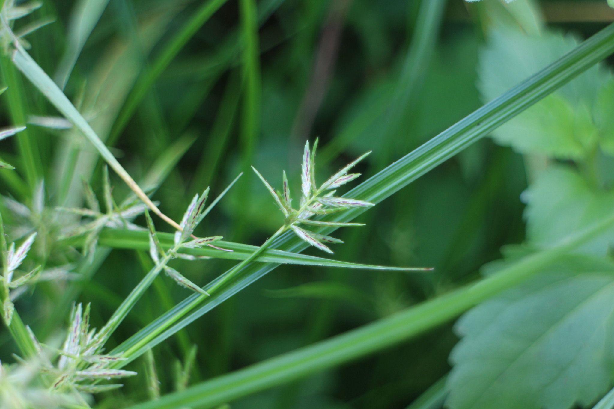 Cyperus sp.