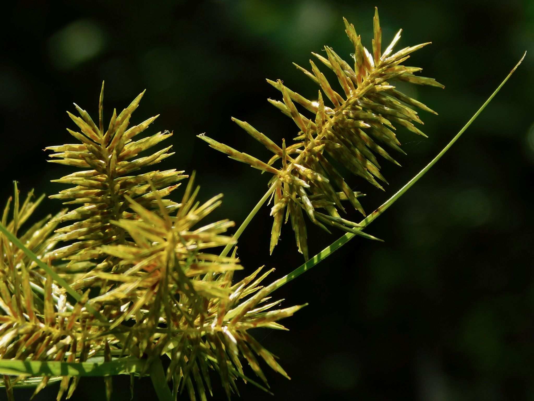 Cyperus strigosus