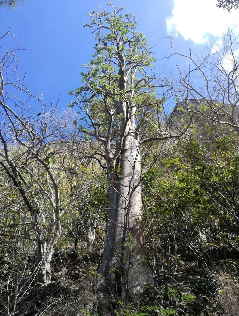 Cyphostemma mappia